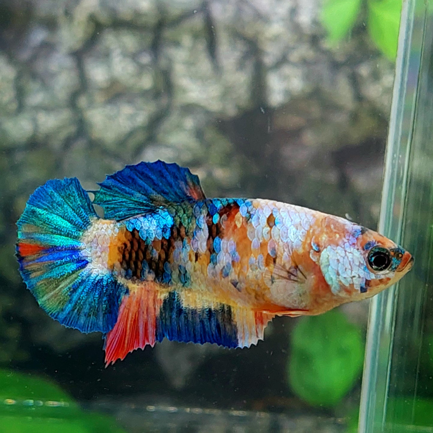 Multicolor Galaxy HMPK Female For Sorority Tank/Breed