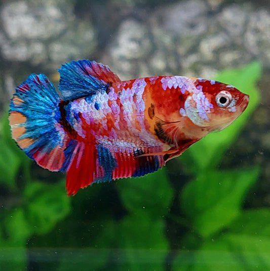 Multicolor Galaxy HMPK Female For Sorority Tank/Breed