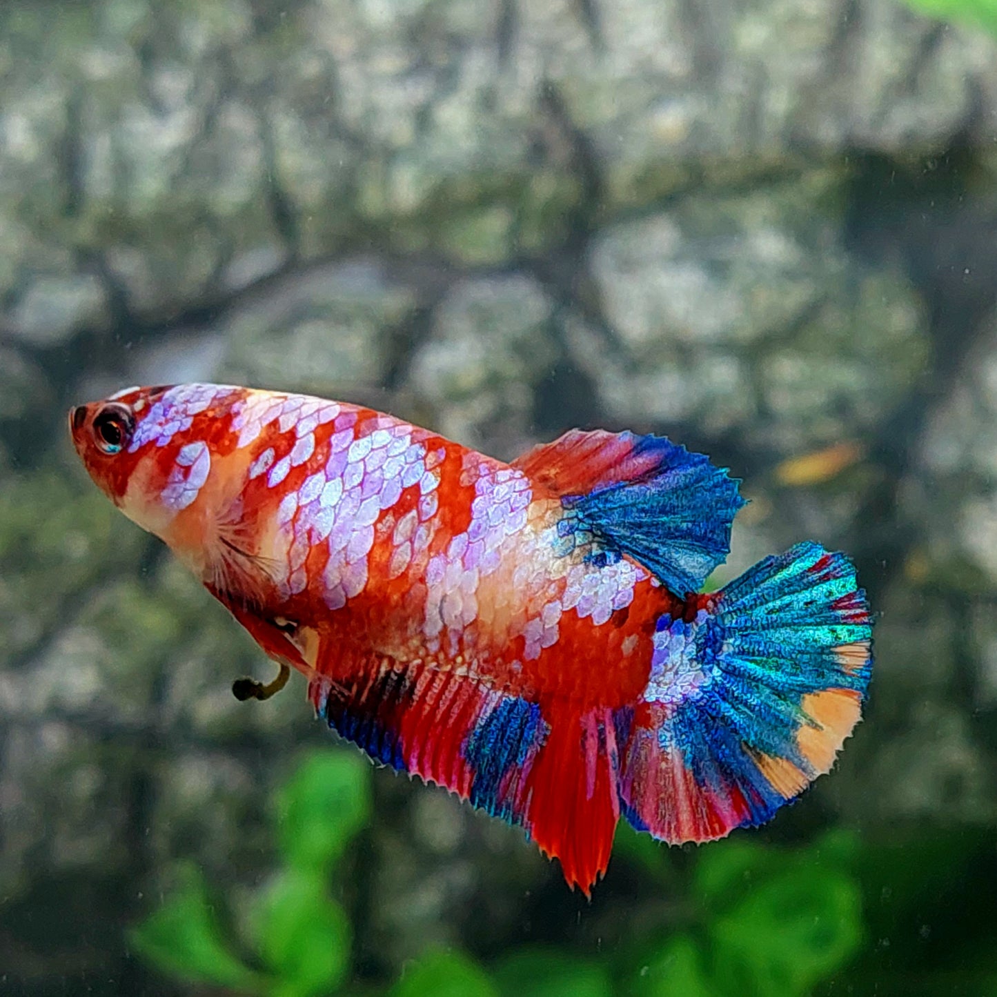 Multicolor Galaxy HMPK Female For Sorority Tank/Breed