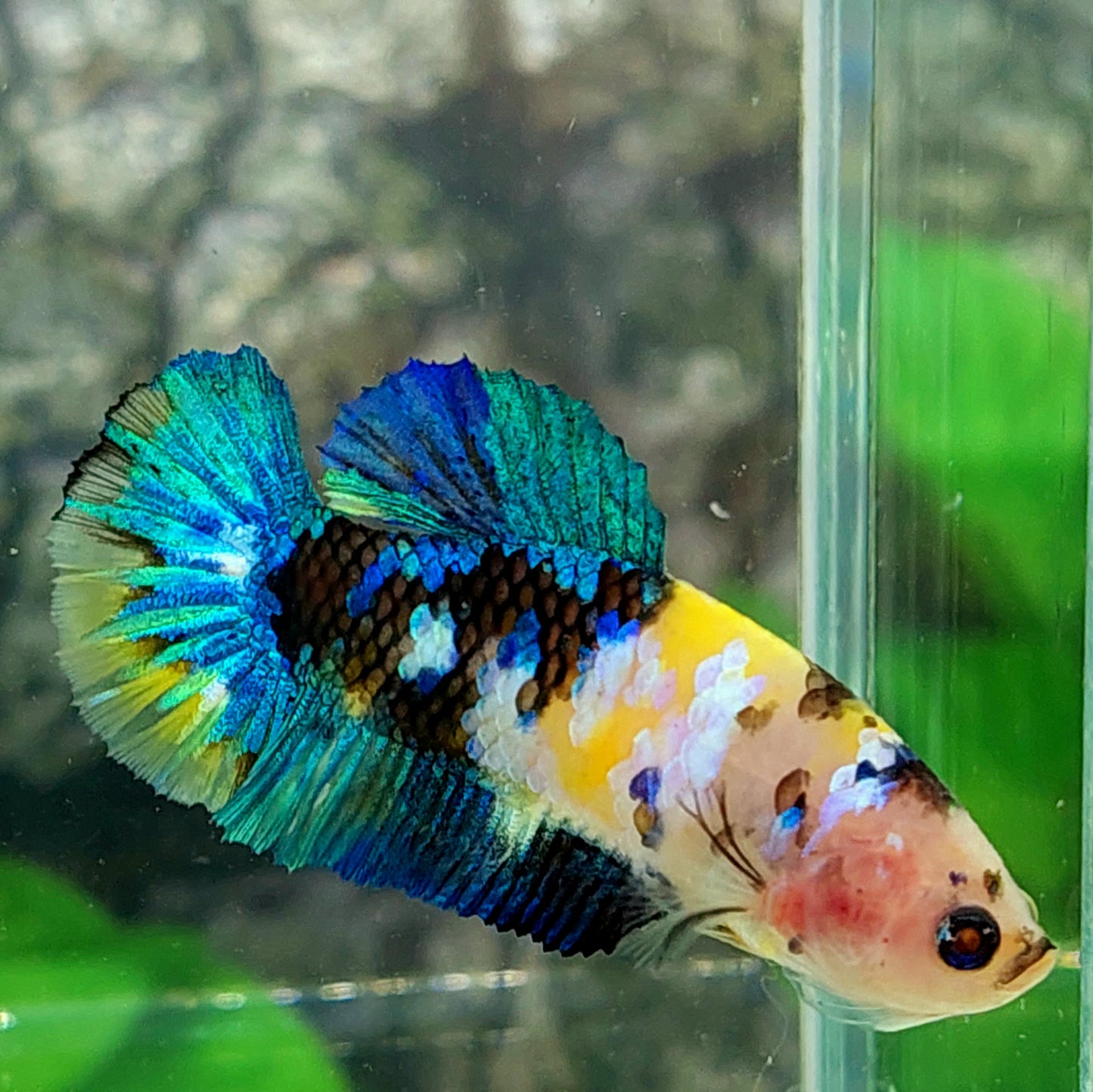 Yellow Koi Galaxy HMPK Female For Sorority Tank/Breed