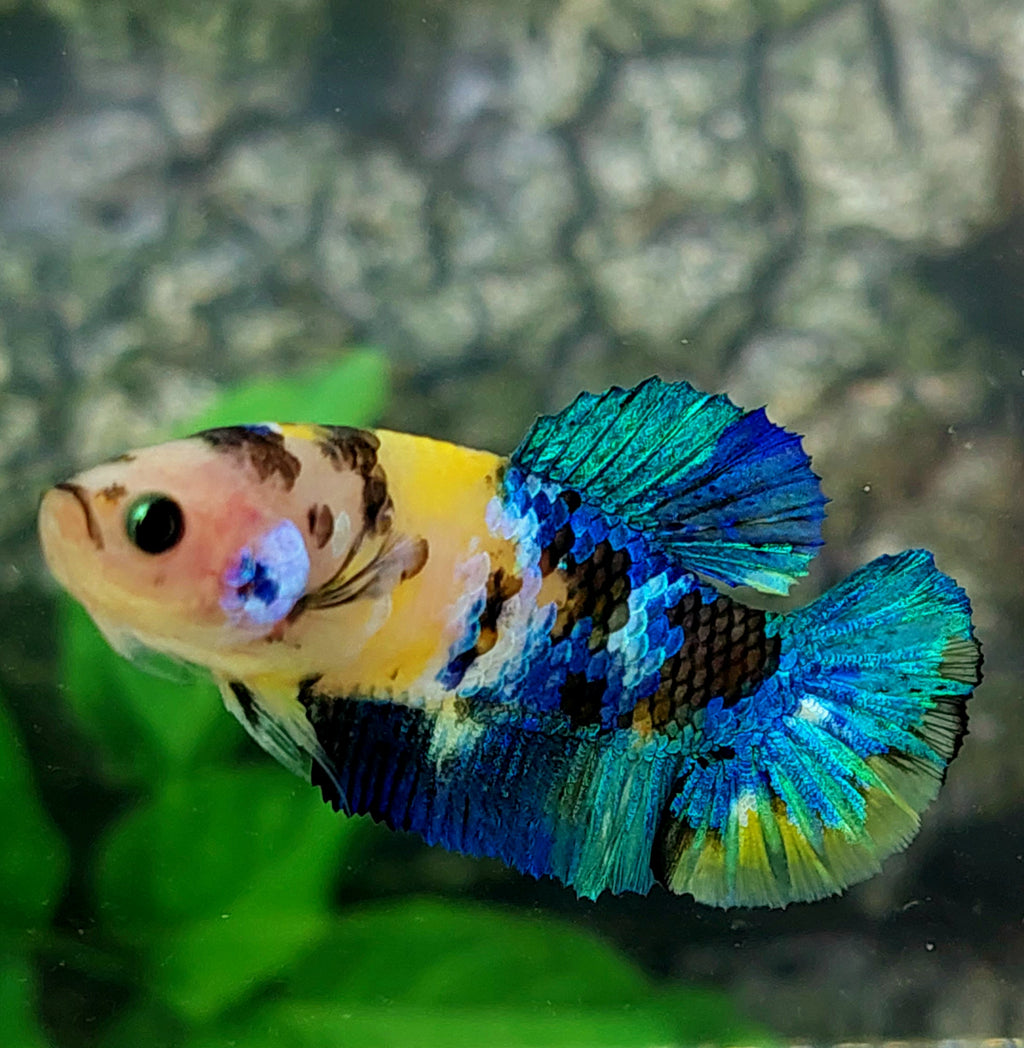 Yellow Koi Galaxy HMPK Female For Sorority Tank/Breed