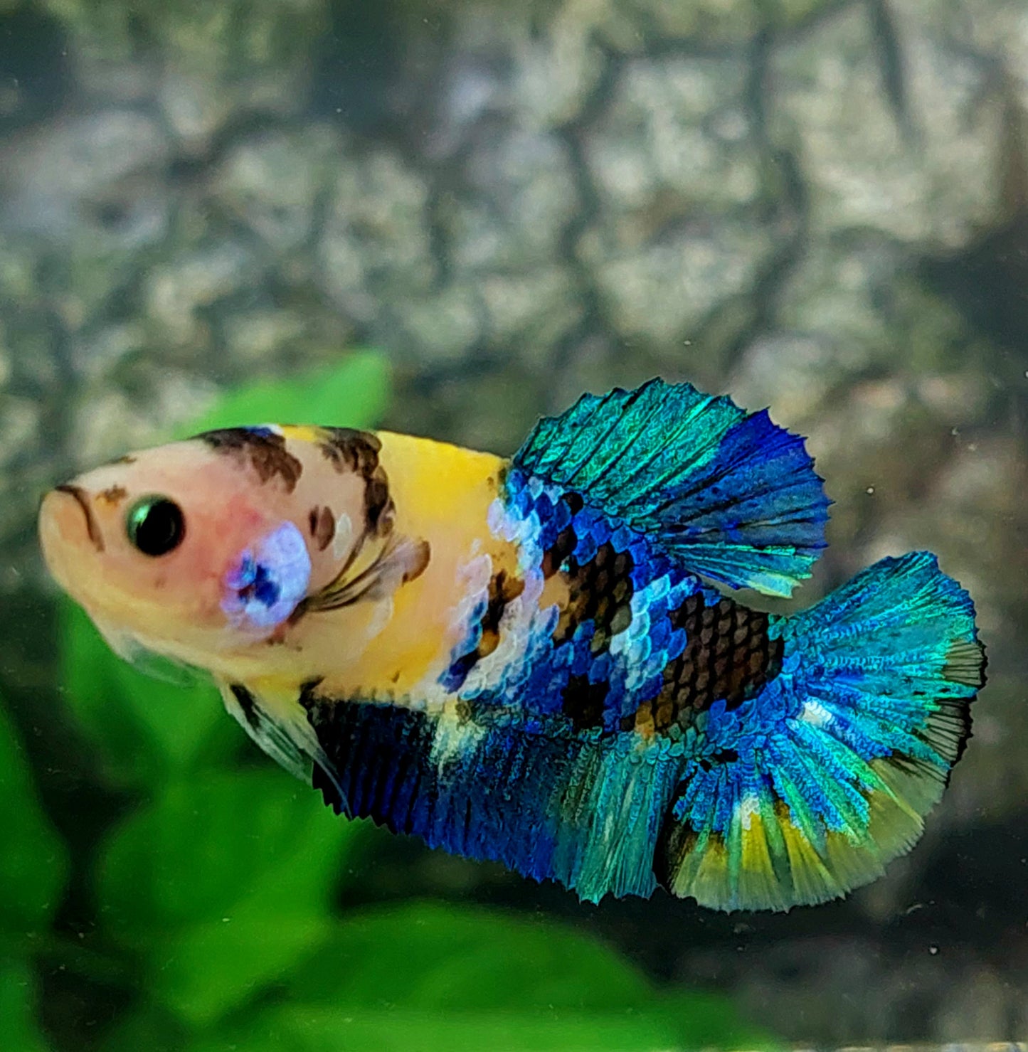 Yellow Koi Galaxy HMPK Female For Sorority Tank/Breed