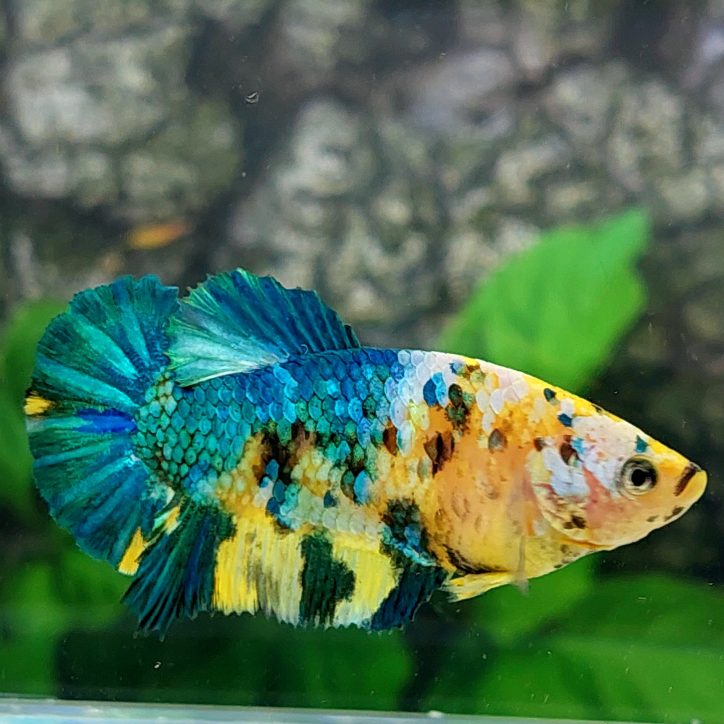 Yellow Koi Galaxy HMPK Female For Sorority Tank/Breed