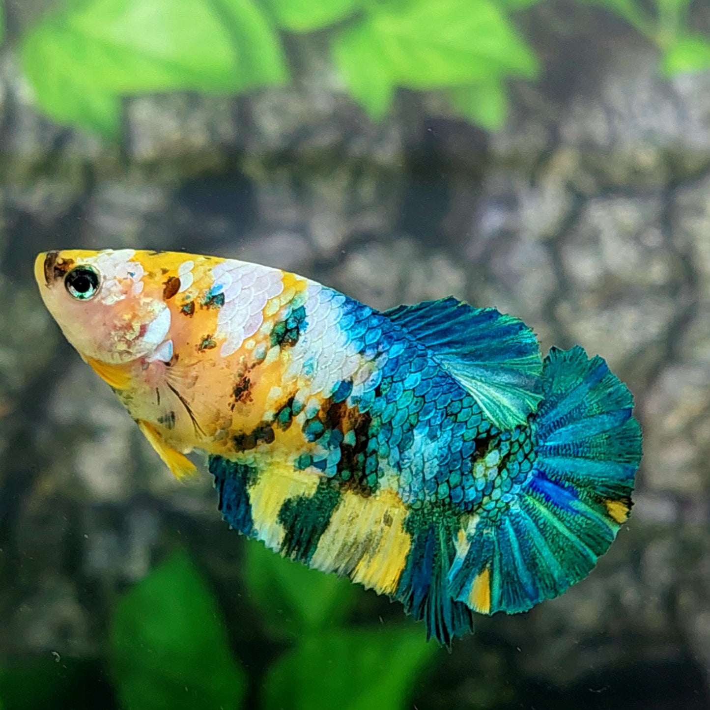 Yellow Koi Galaxy HMPK Female For Sorority Tank/Breed