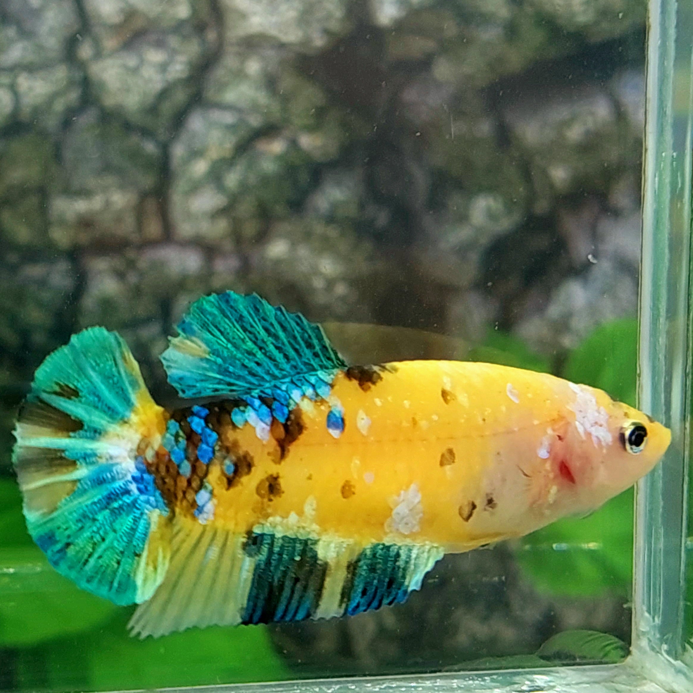 Yellow Koi Galaxy HMPK Female For Sorority Tank/Breed