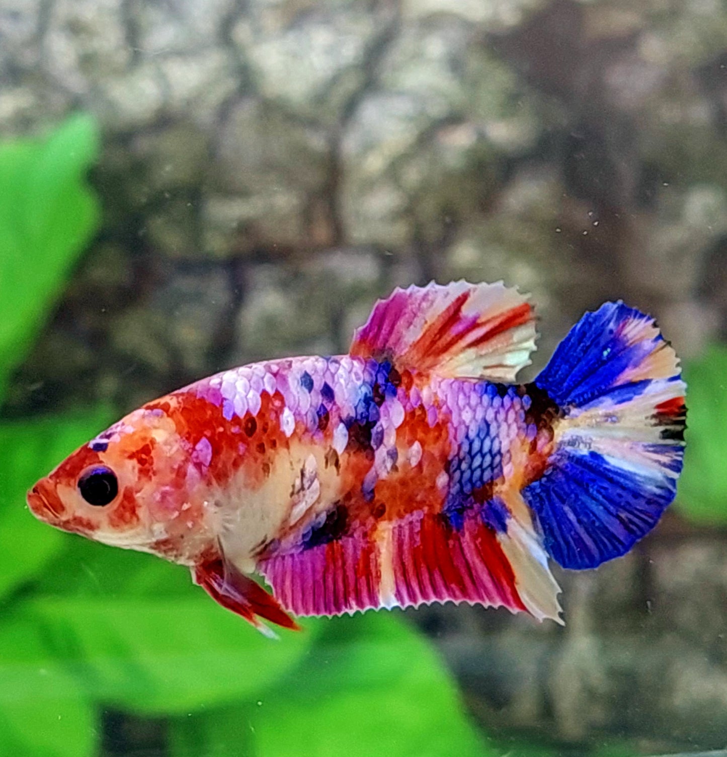 Multicolor Purple Pink Galaxy HMPK Female For Sorority Tank/Breed