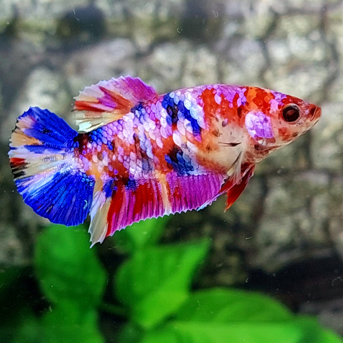 Multicolor Purple Pink Galaxy HMPK Female For Sorority Tank/Breed