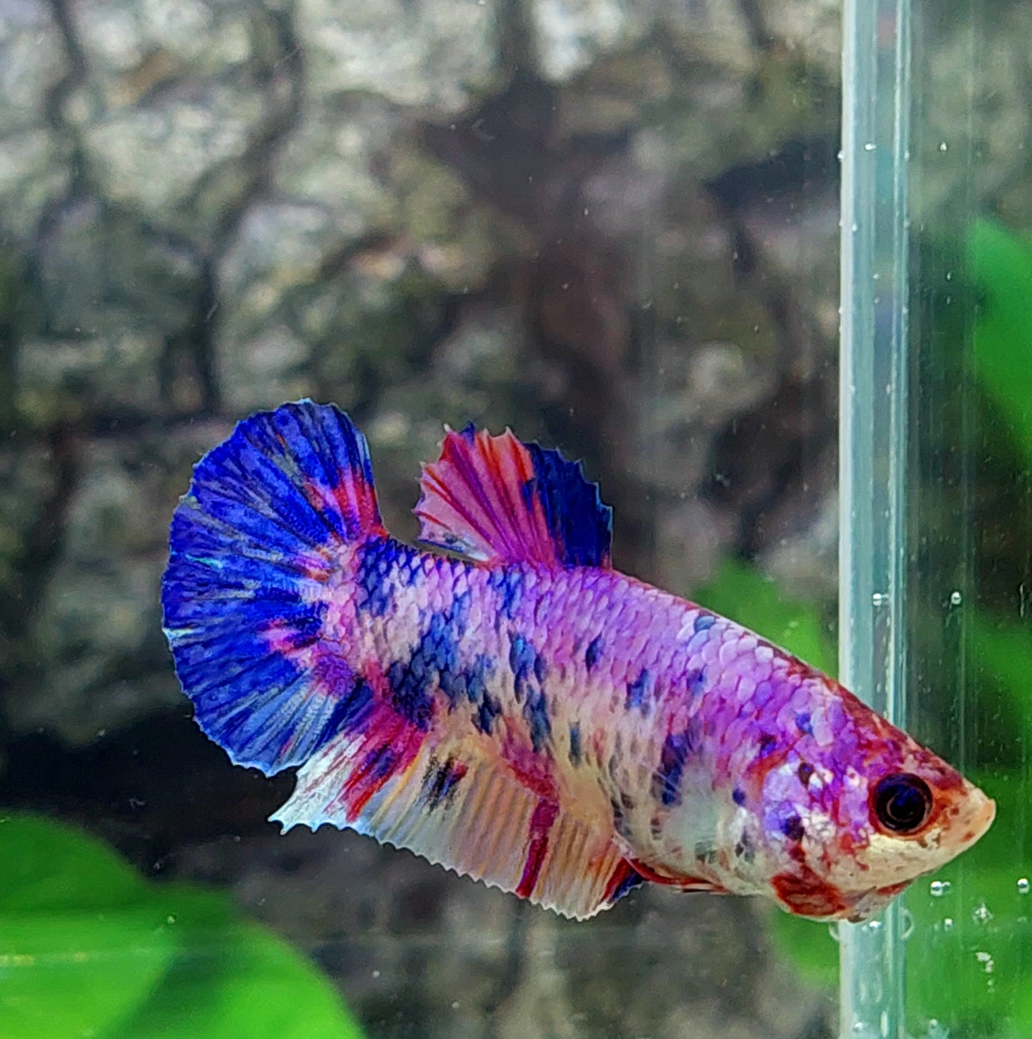 Multicolor Purple Pink Candy HMPK Female For Sorority Tank/Breed