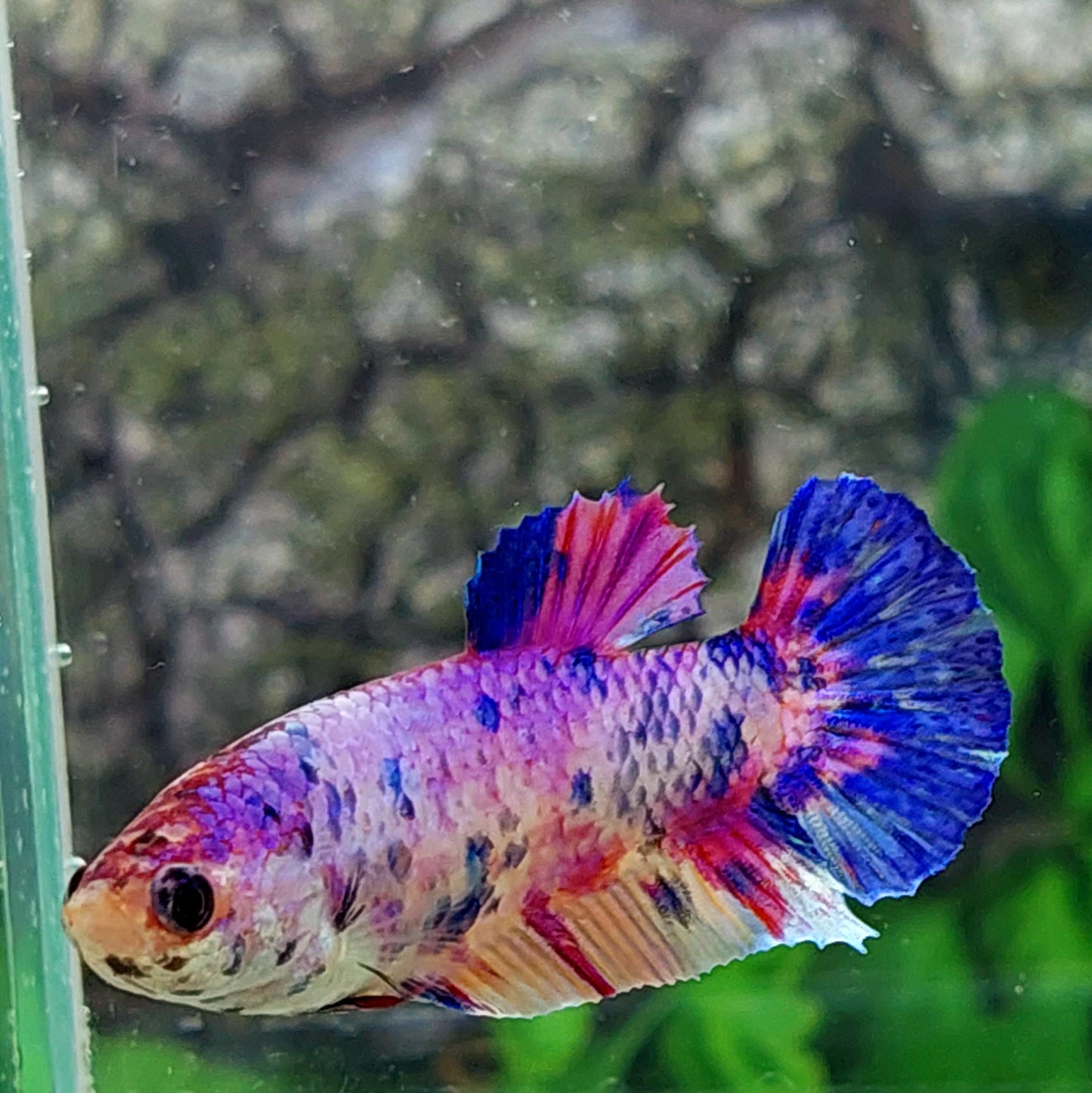 Multicolor Purple Pink Candy HMPK Female For Sorority Tank/Breed