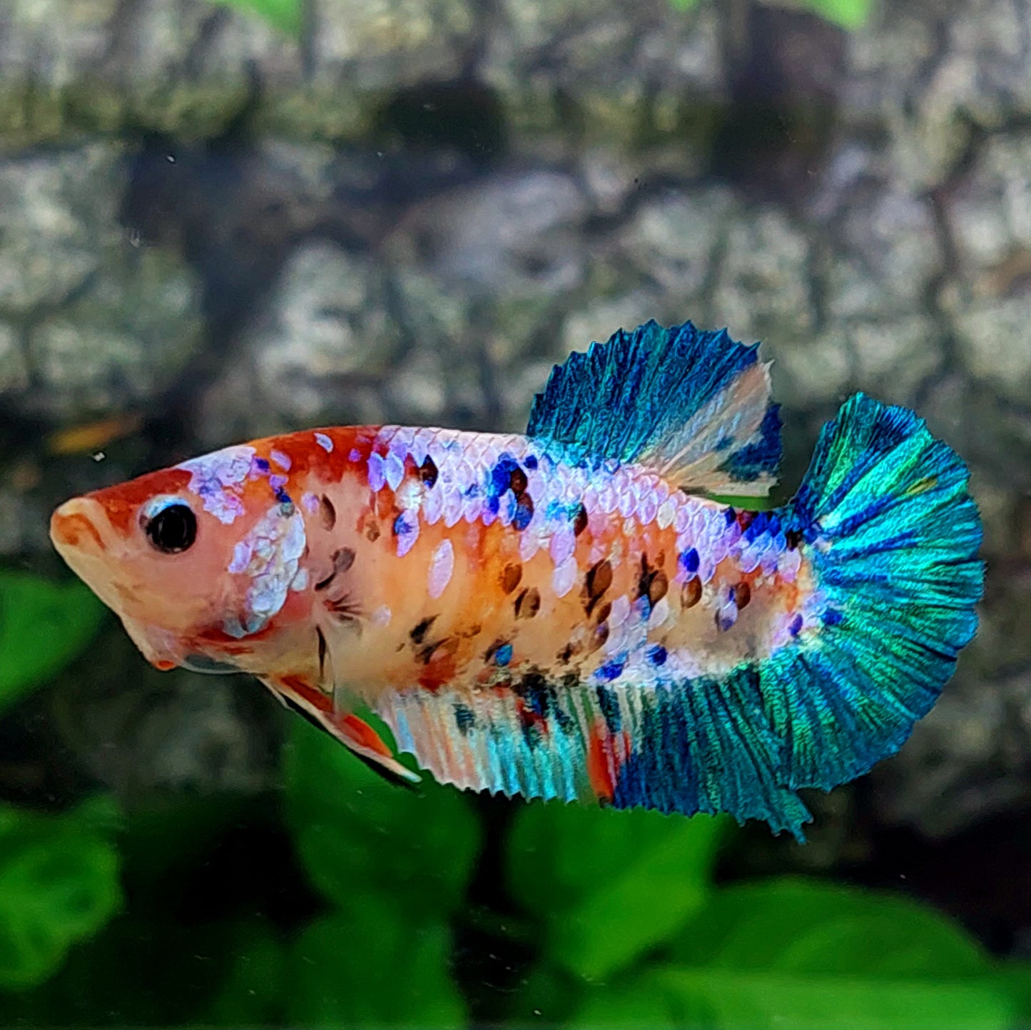 Multicolor Galaxy HMPK Female For Sorority Tank/Breed