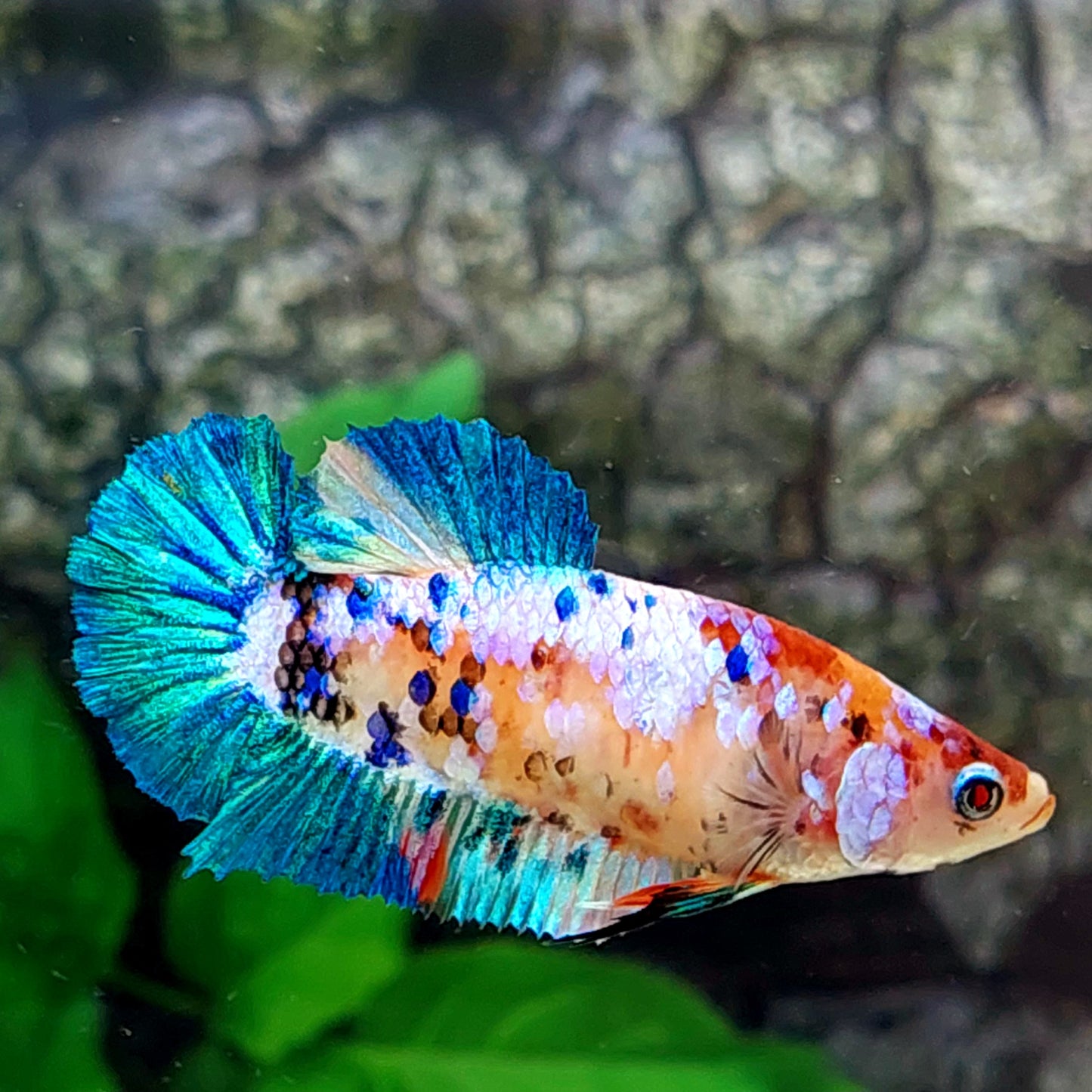 Multicolor Galaxy HMPK Female For Sorority Tank/Breed