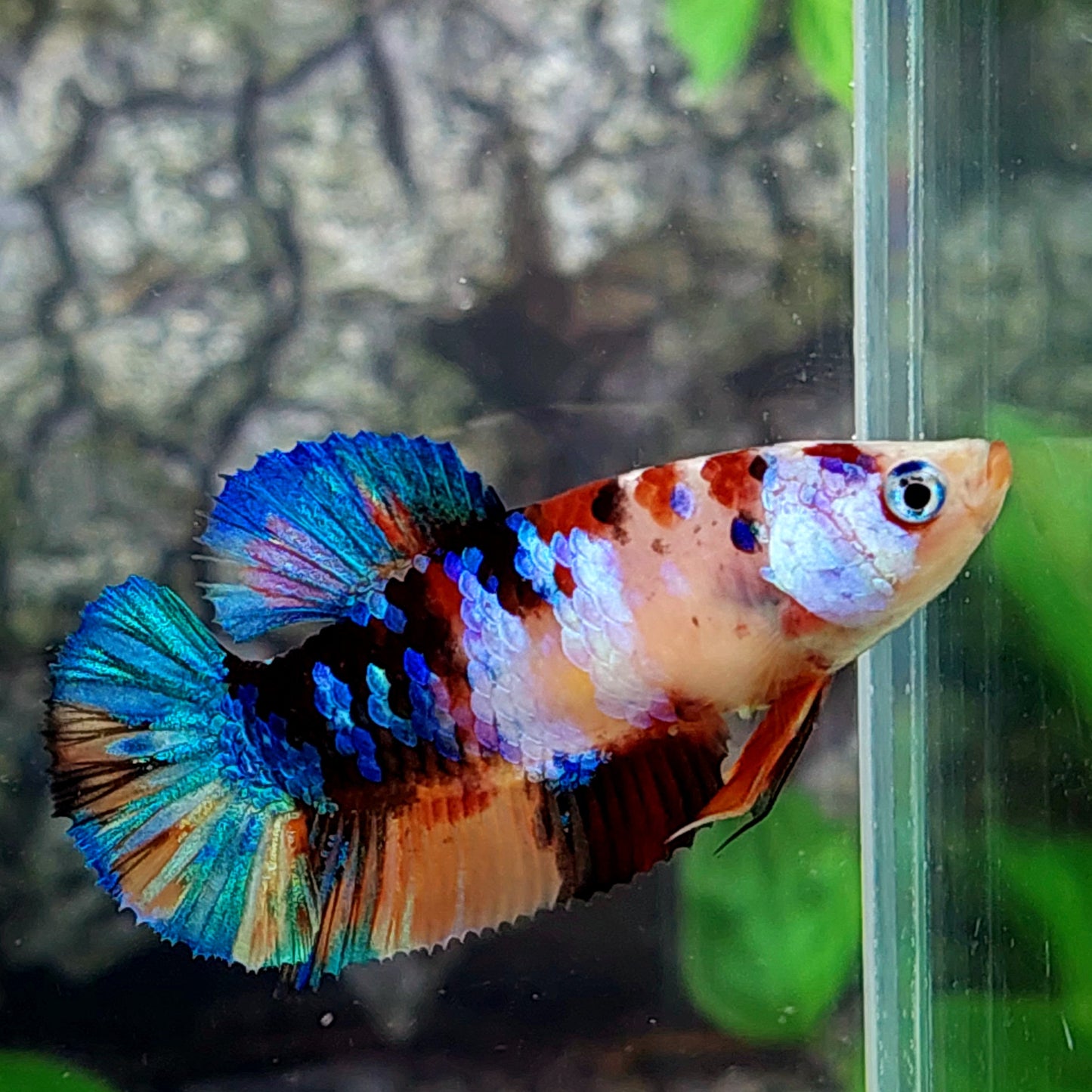 Multicolor Galaxy HMPK Female For Sorority Tank/Breed