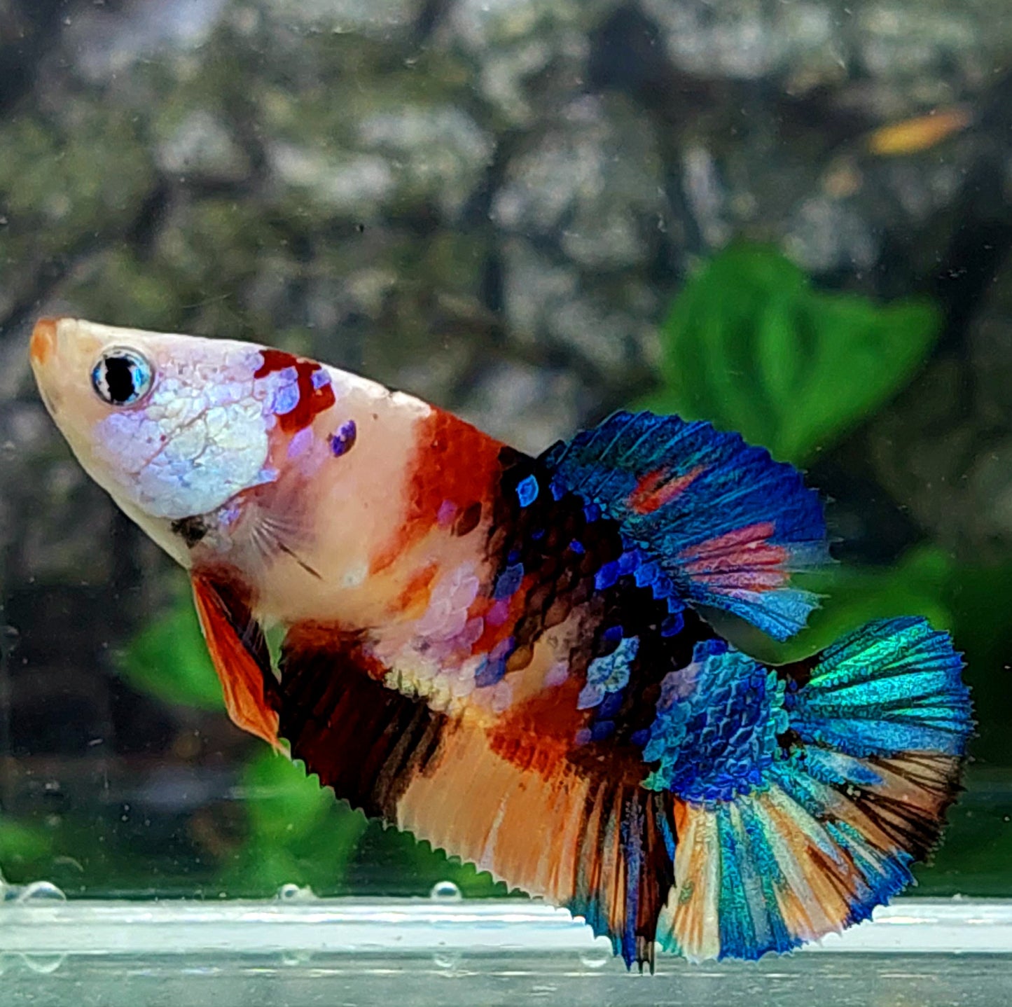 Multicolor Galaxy HMPK Female For Sorority Tank/Breed