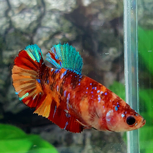 Multicolor Candy Galaxy HMPK Female For Sorority Tank/Breed