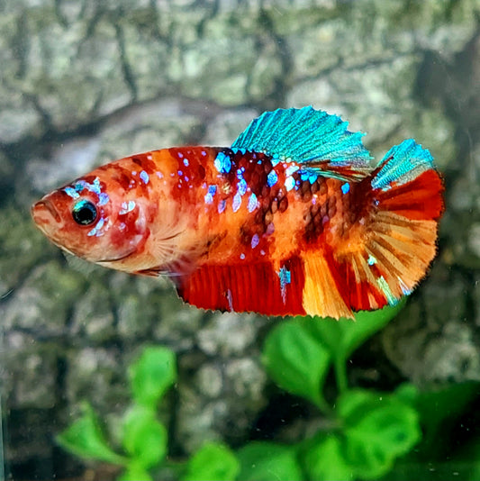 Multicolor Candy Galaxy HMPK Female For Sorority Tank/Breed