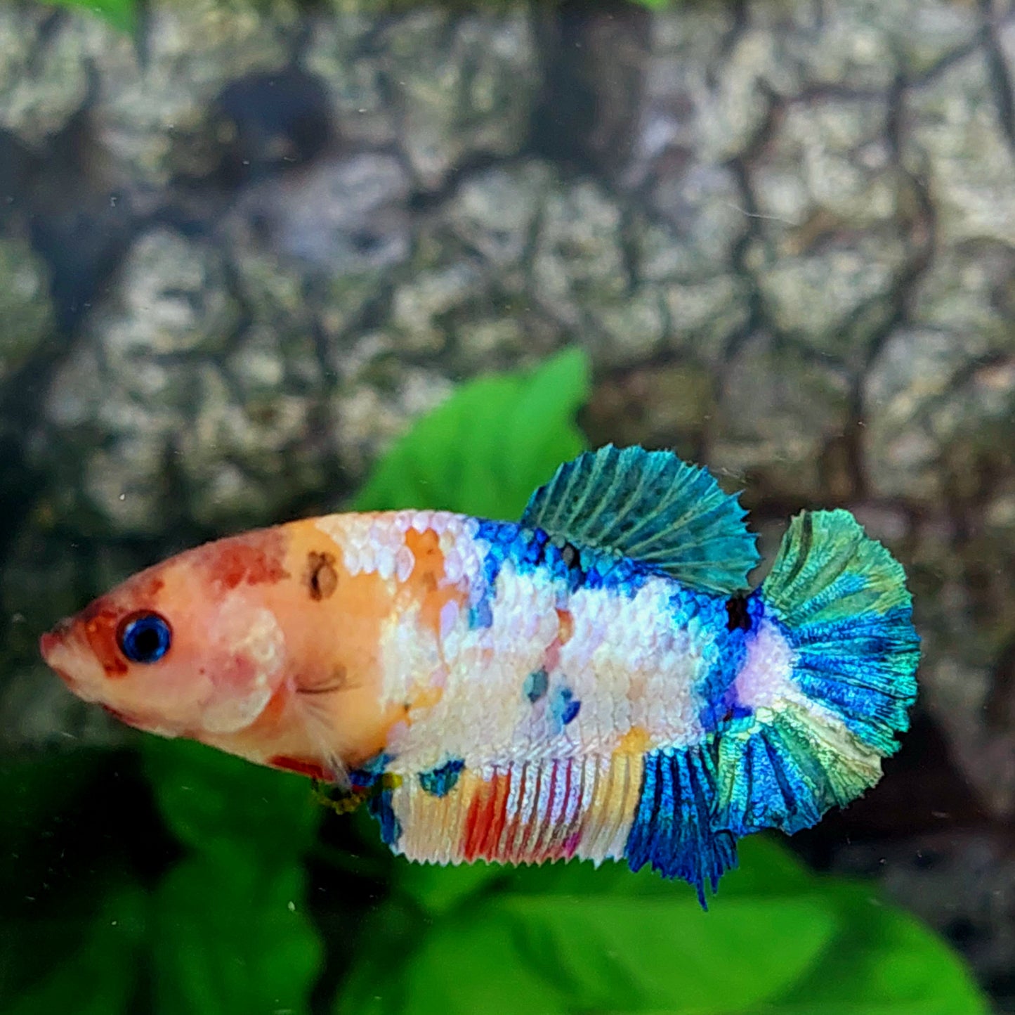 Multicolor Yellowbase Galaxy HMPK Female For Sorority Tank/Breed