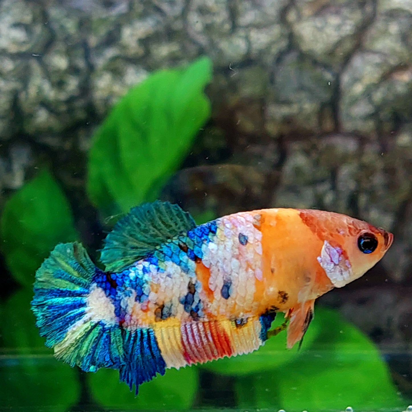 Multicolor Yellowbase Galaxy HMPK Female For Sorority Tank/Breed