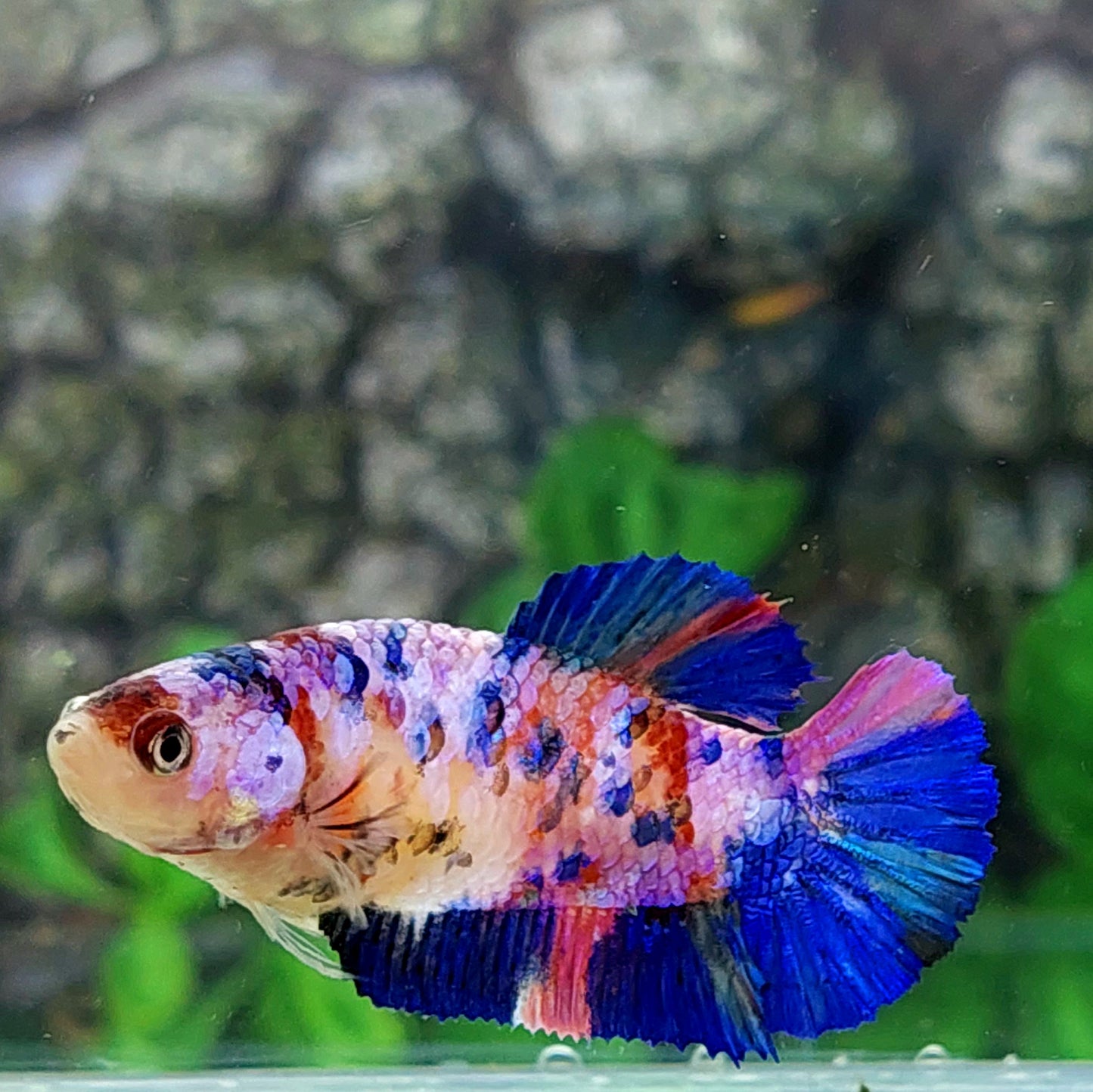 Multicolor Pink Galaxy HMPK Female For Sorority Tank/Breed