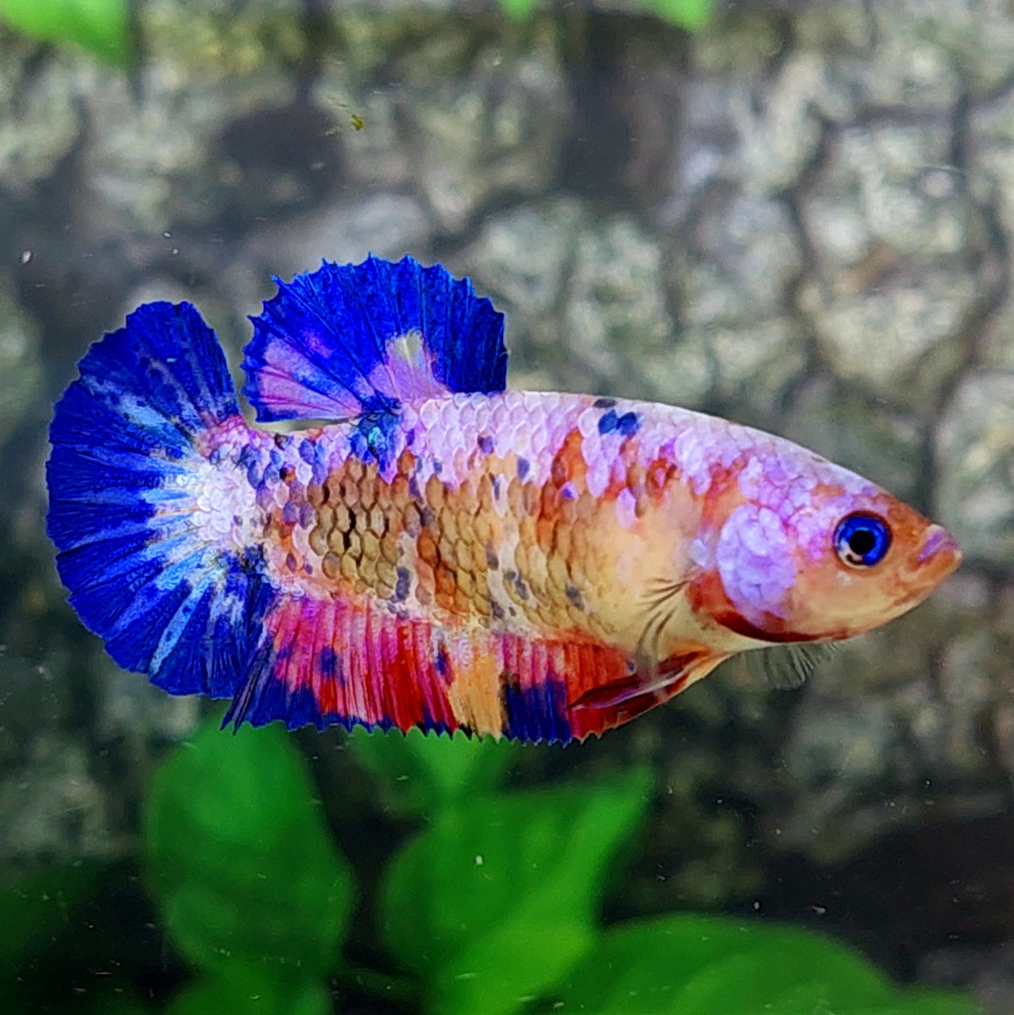 Multicolor Pink Galaxy HMPK Female For Sorority Tank/Breed