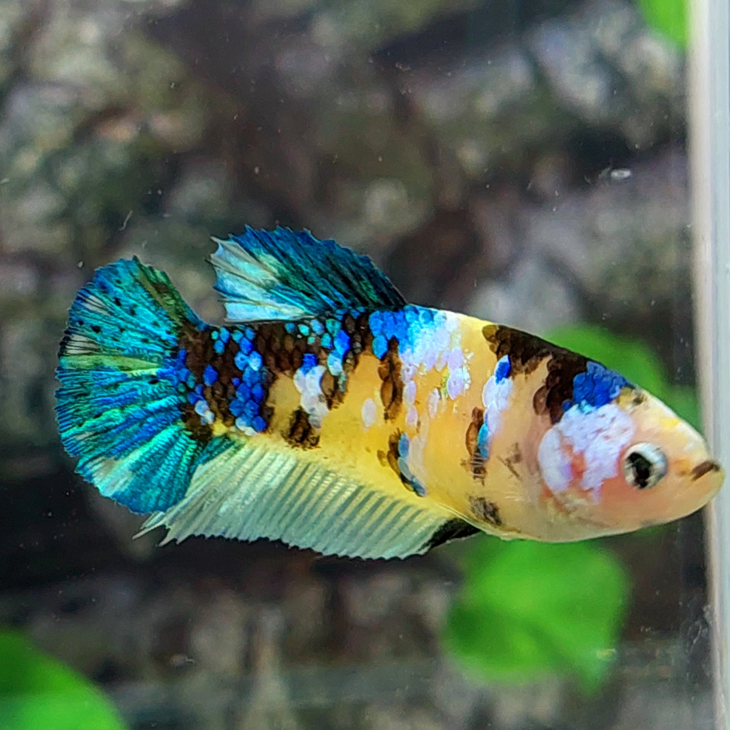 Yellow Koi Galaxy HMPK Female For Sorority Tank/Breed