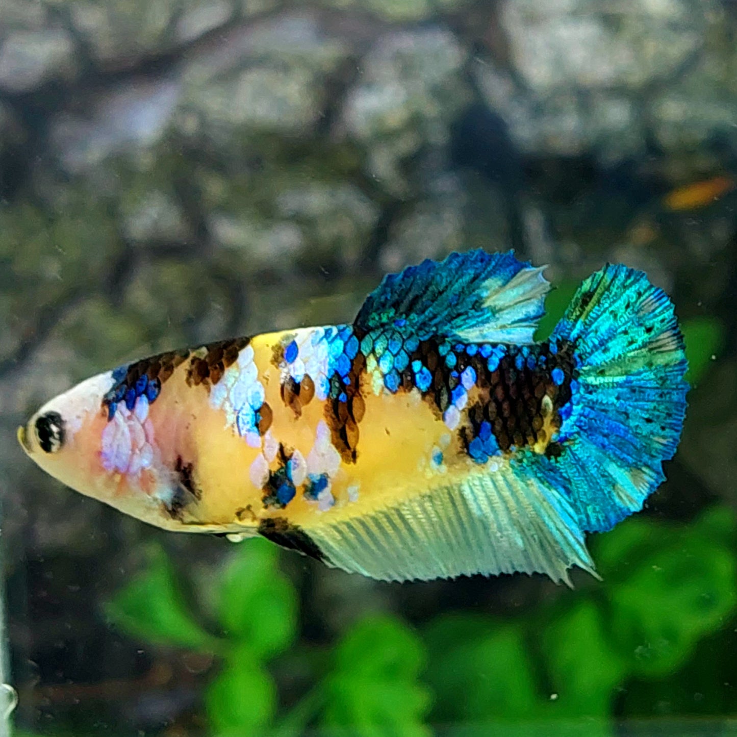 Yellow Koi Galaxy HMPK Female For Sorority Tank/Breed