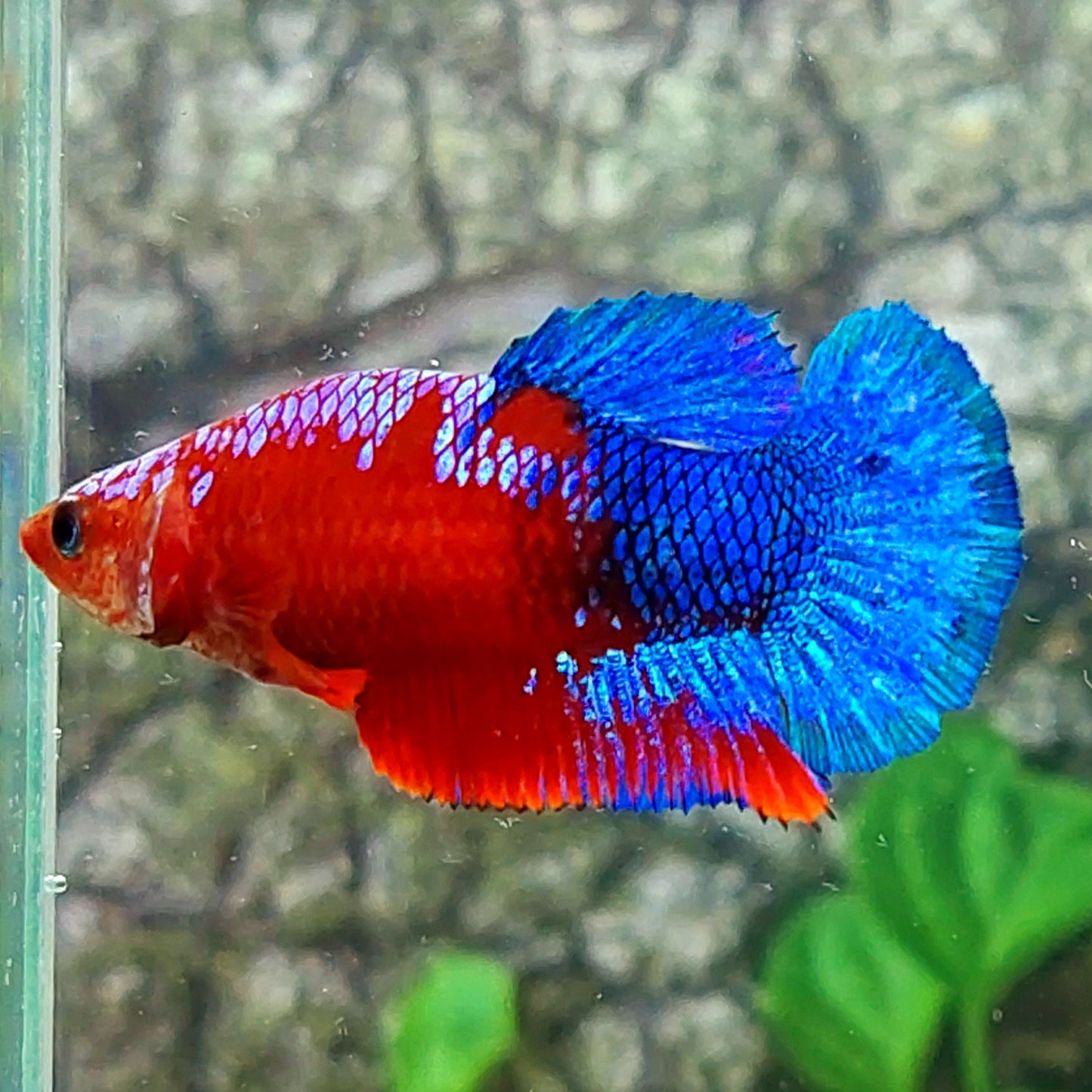 Hellboy HMPK Female For Sorority Tank/Breed