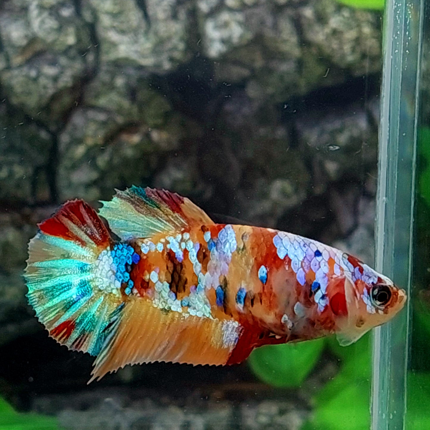 Multicolor Galaxy HMPK Female For Sorority Tank/Breed