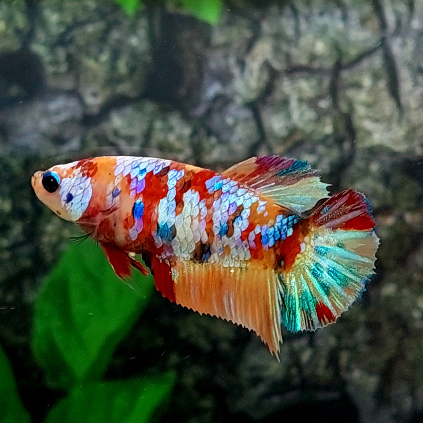 Multicolor Galaxy HMPK Female For Sorority Tank/Breed