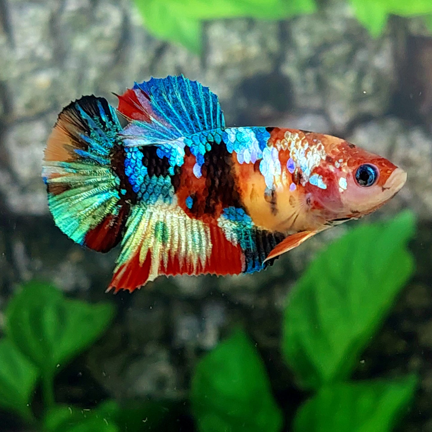 Multicolor Galaxy HMPK Female For Sorority Tank/Breed