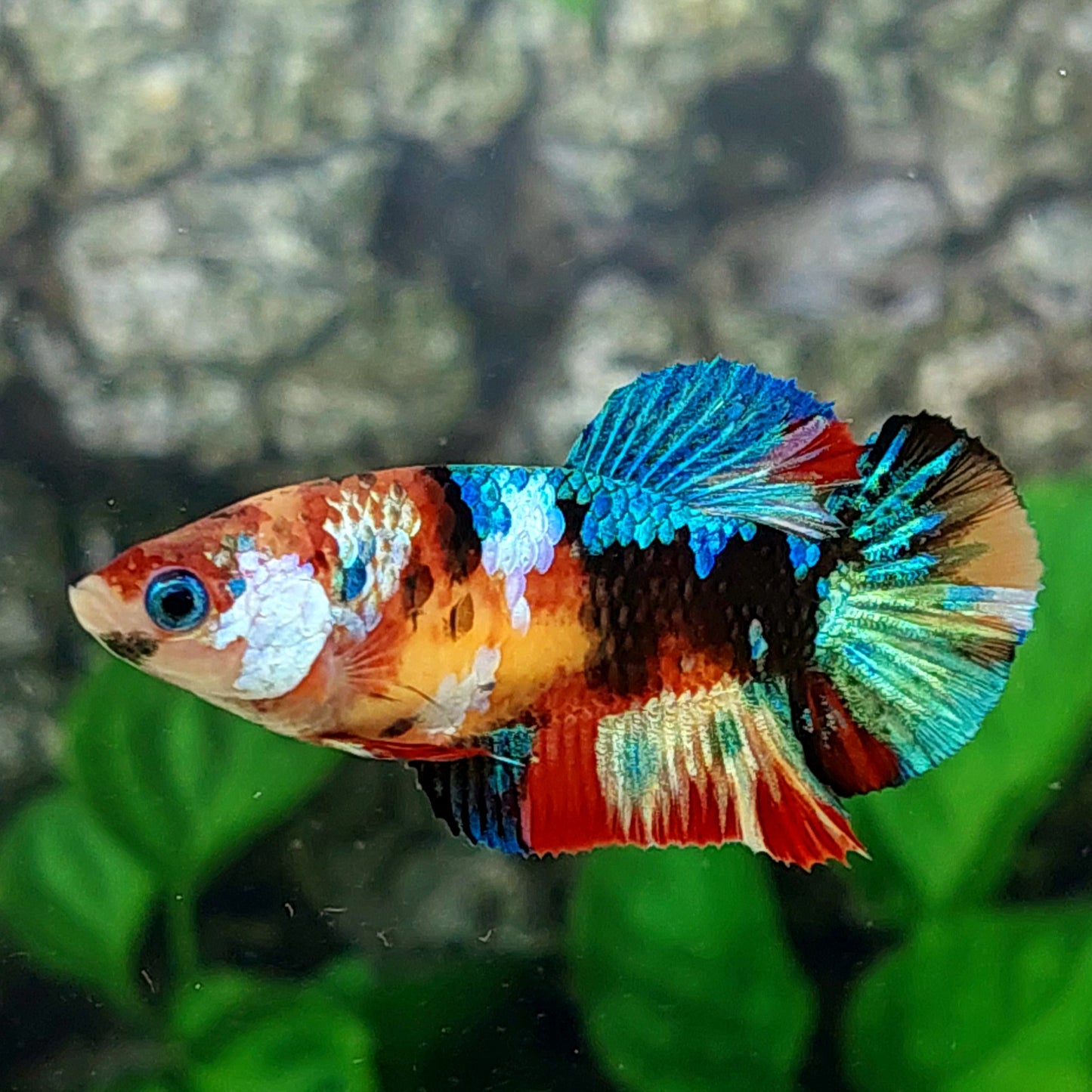 Multicolor Galaxy HMPK Female For Sorority Tank/Breed