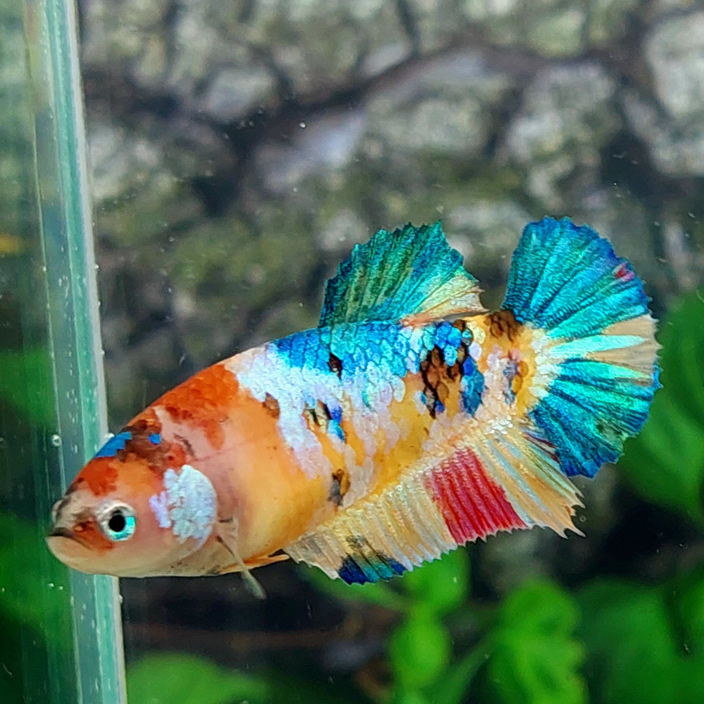 Multicolor Galaxy HMPK Female For Sorority Tank/Breed