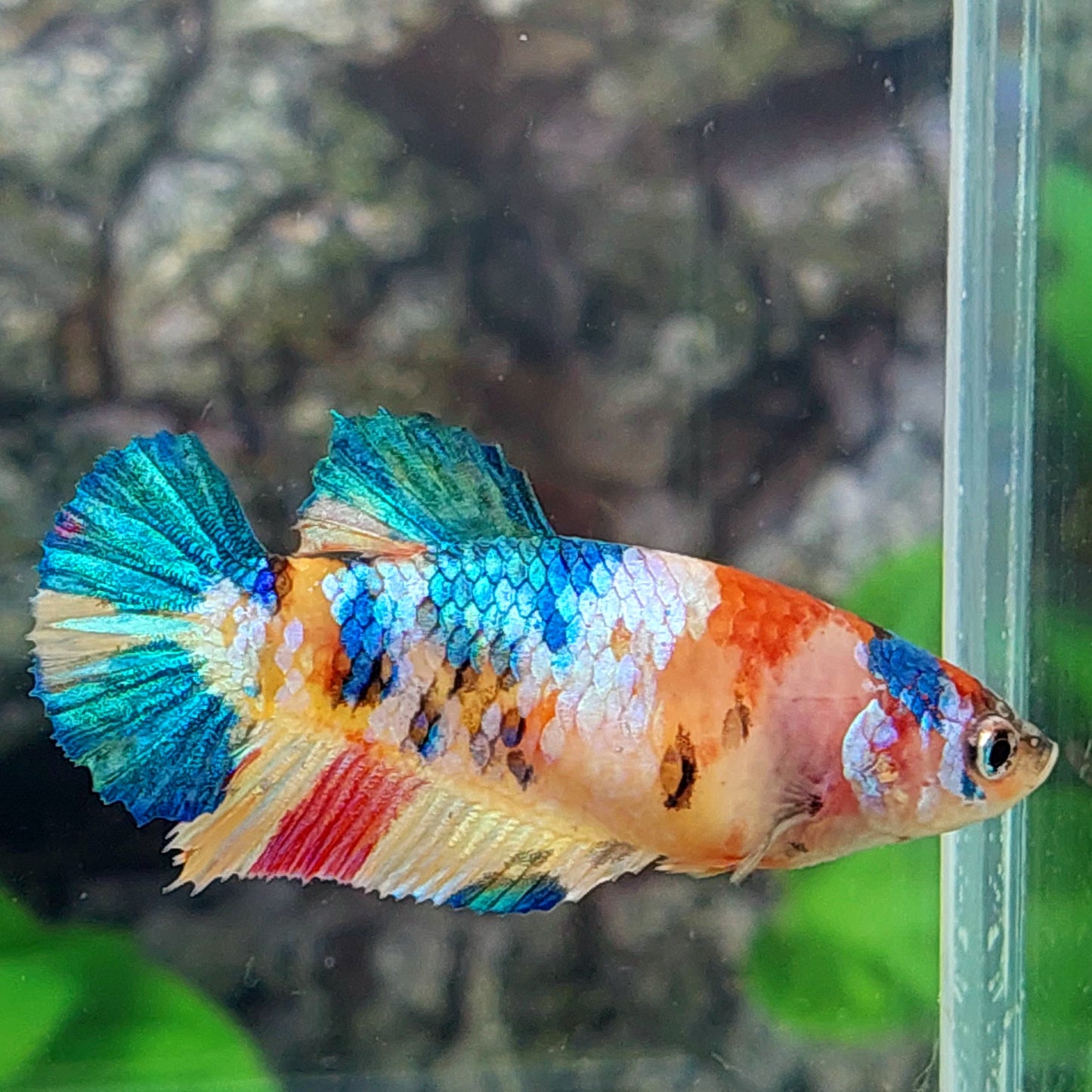 Multicolor Galaxy HMPK Female For Sorority Tank/Breed