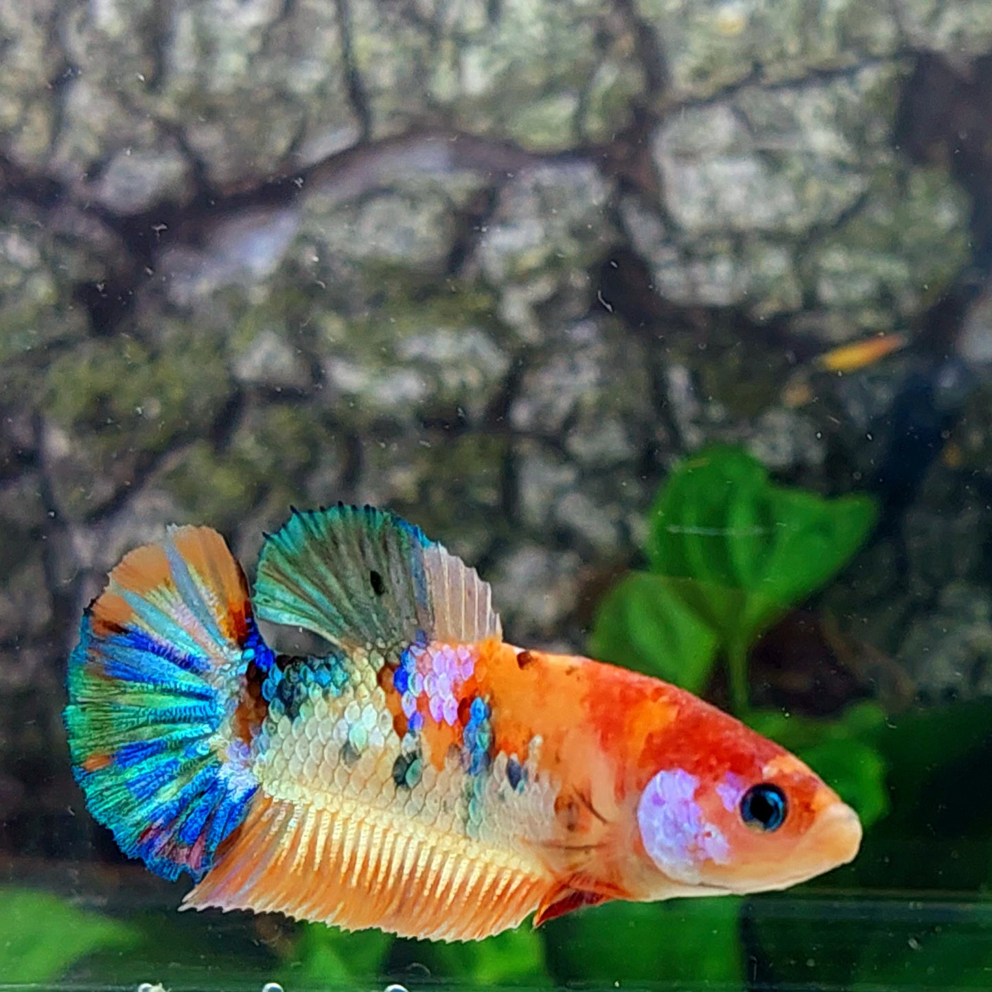 Multicolor Galaxy HMPK Female For Sorority Tank/Breed