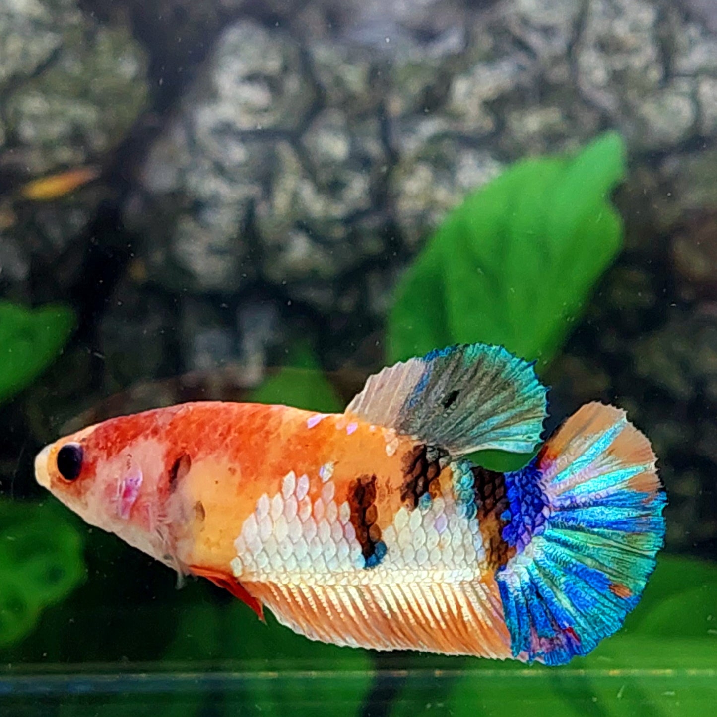 Multicolor Galaxy HMPK Female For Sorority Tank/Breed