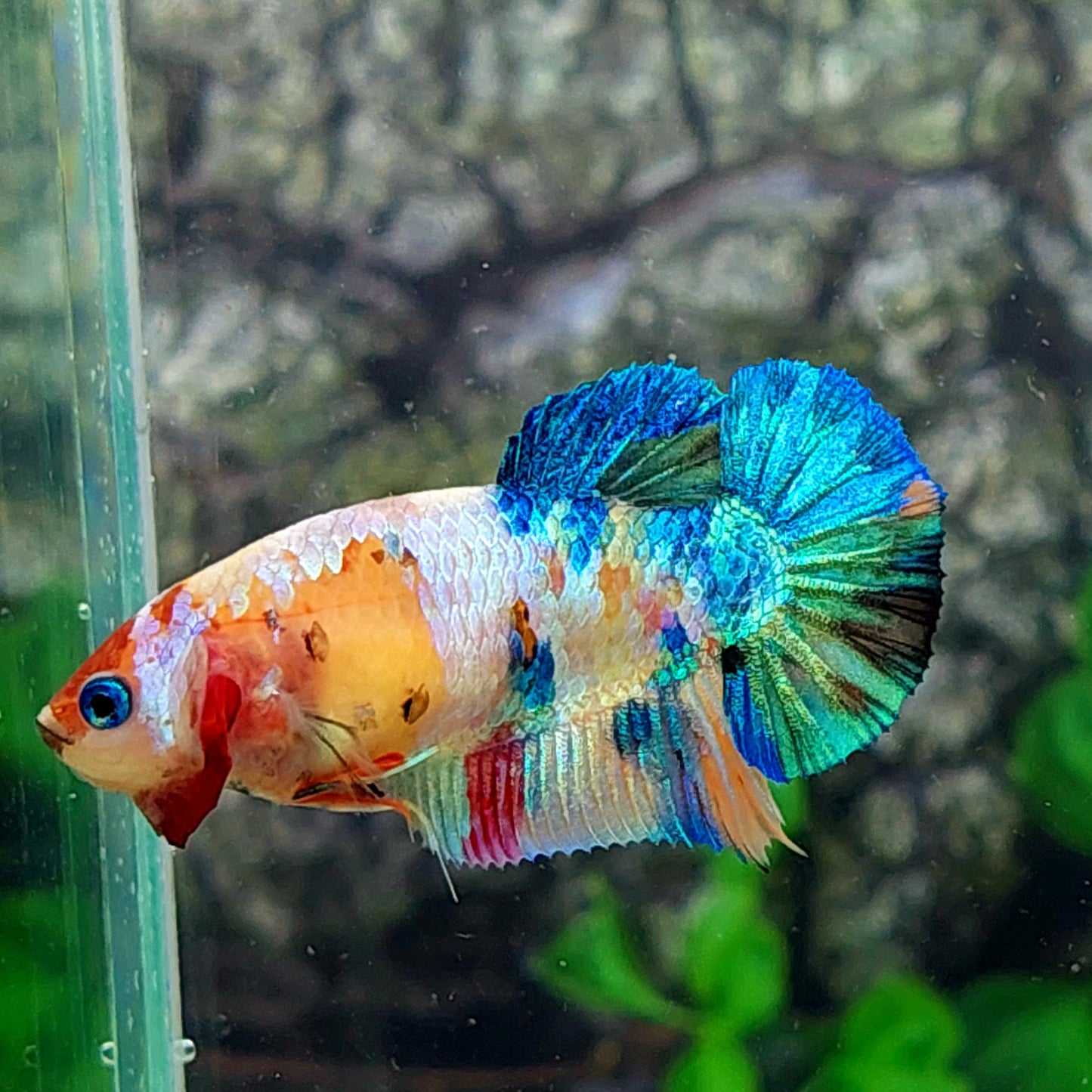 Multicolor Yellowbase Galaxy HMPK Female For Sorority Tank/Breed