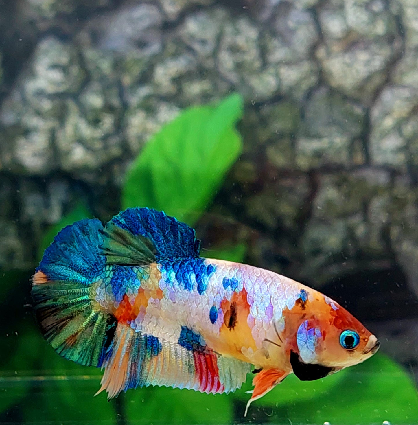 Multicolor Yellowbase Galaxy HMPK Female For Sorority Tank/Breed