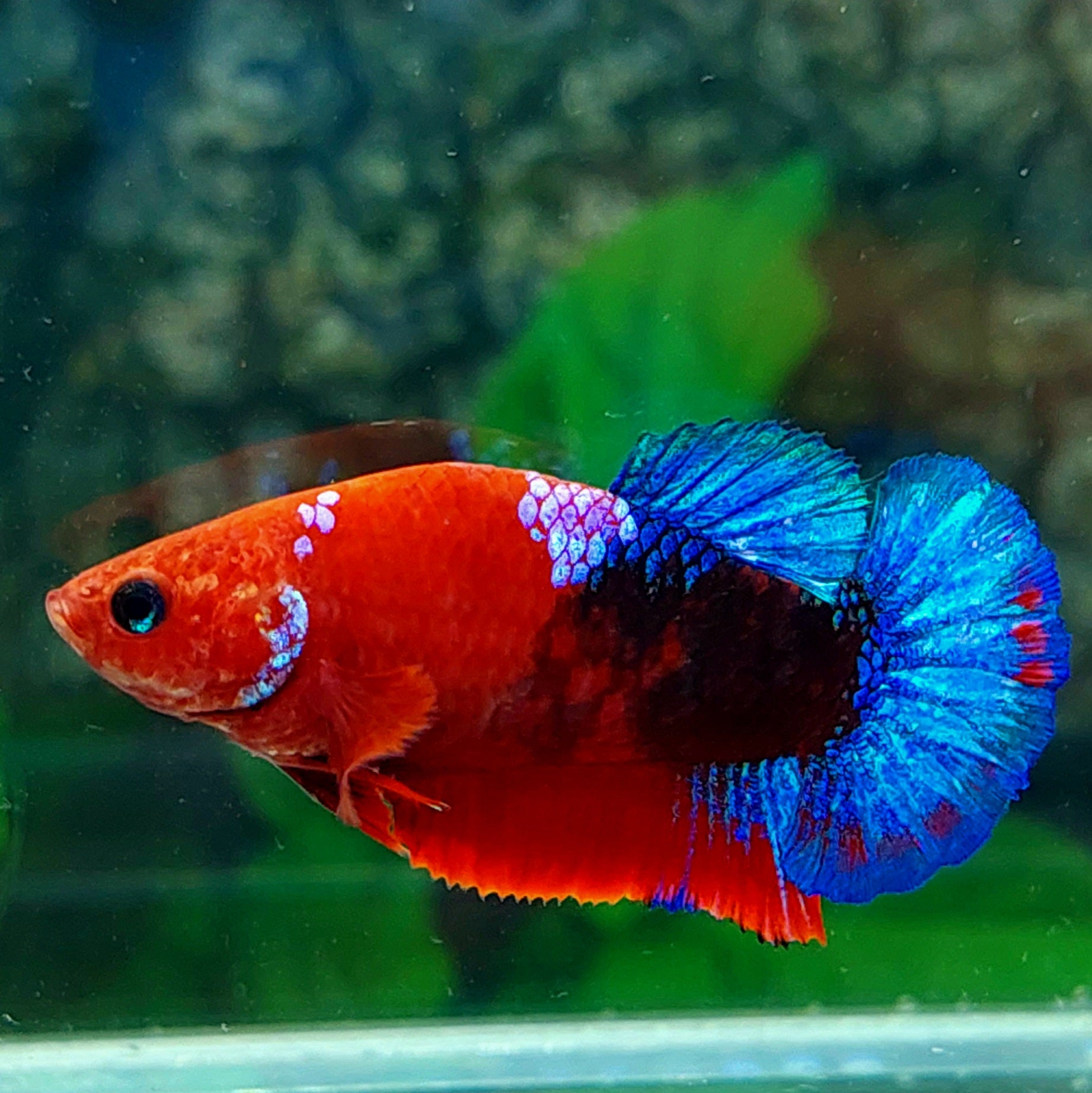 Hellboy HMPK Female For Sorority Tank/Breed