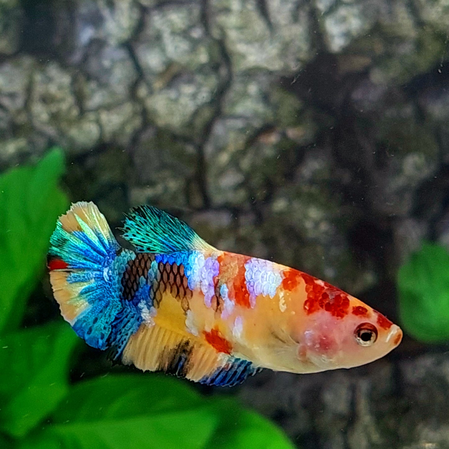 Multicolor Yellowbase Galaxy HMPK Female For Sorority Tank/Breed