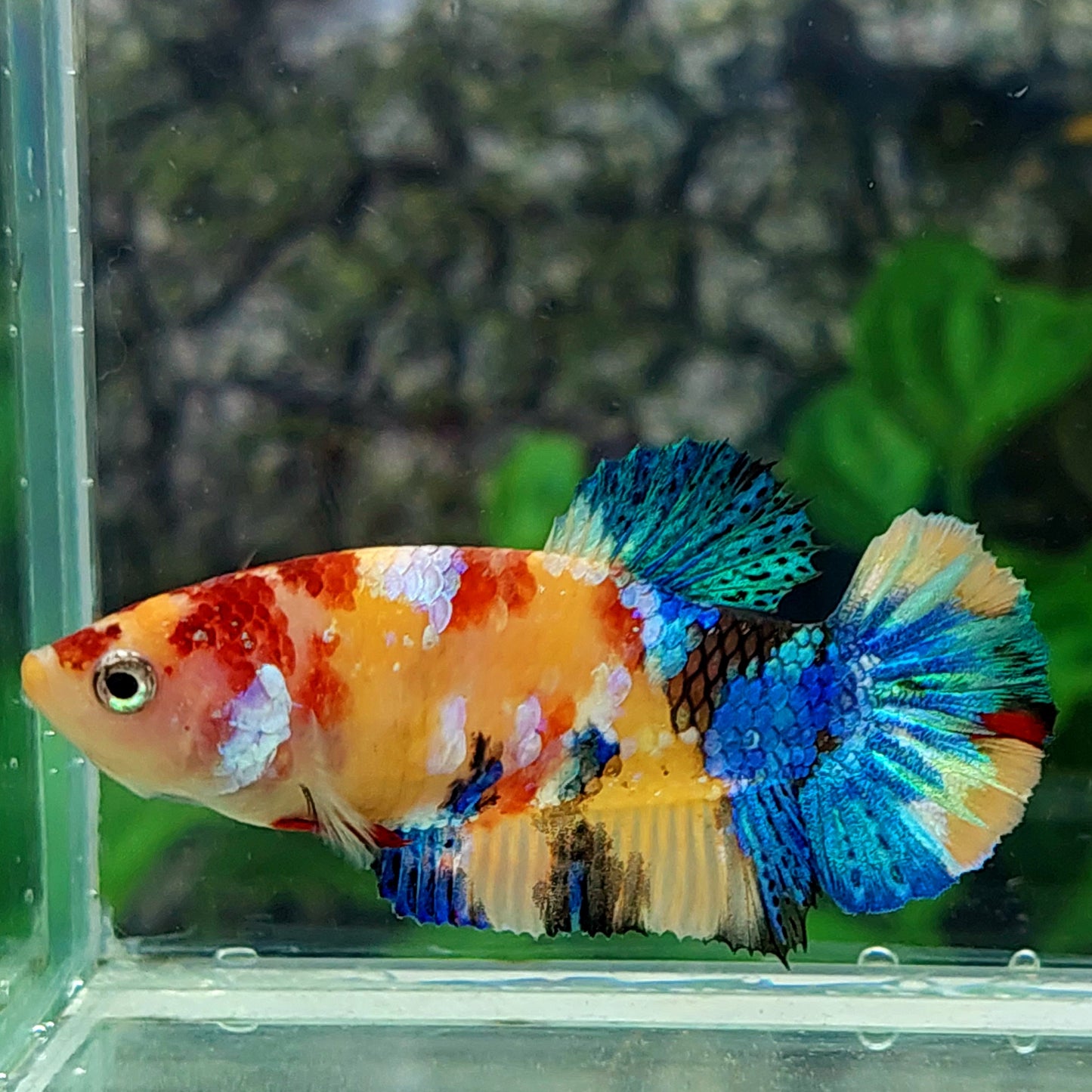 Multicolor Yellowbase Galaxy HMPK Female For Sorority Tank/Breed