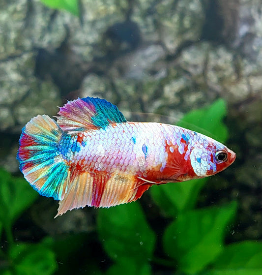 Multicolor Candy HMPK Female For Sorority Tank/Breed