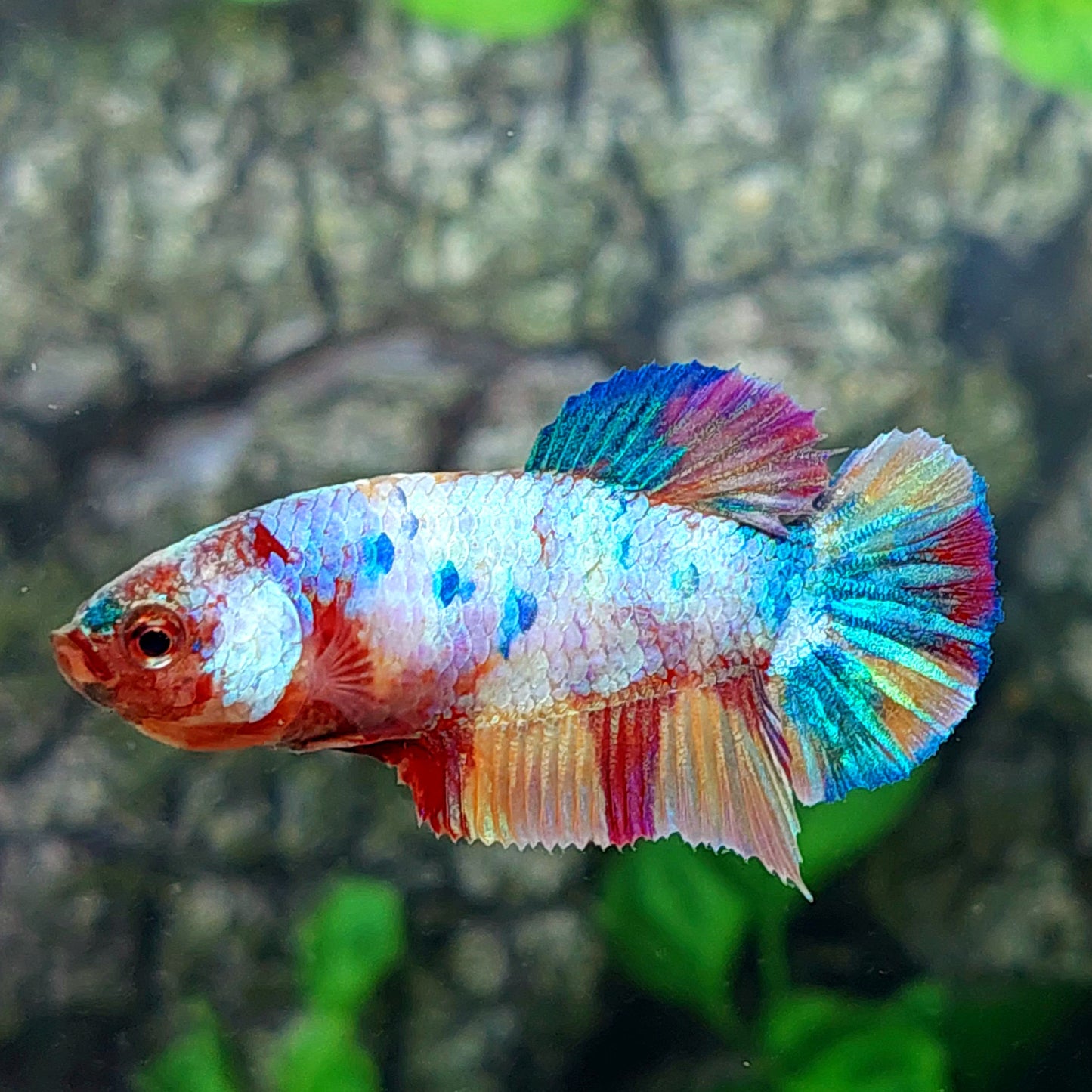 Multicolor Candy HMPK Female For Sorority Tank/Breed