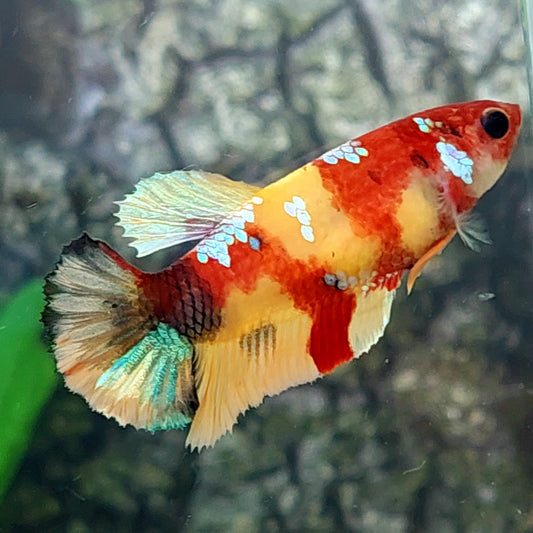 Nemo Yellowbase Gold Galaxy HMPK Female For Sorority Tank/Breed