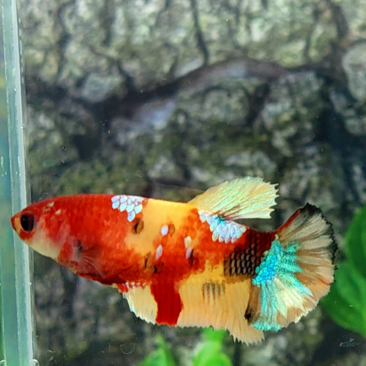 Nemo Yellowbase Gold Galaxy HMPK Female For Sorority Tank/Breed