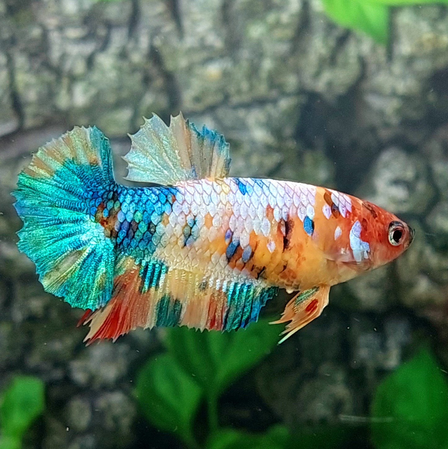 Multicolor Galaxy HMPK Female For Sorority Tank/Breed