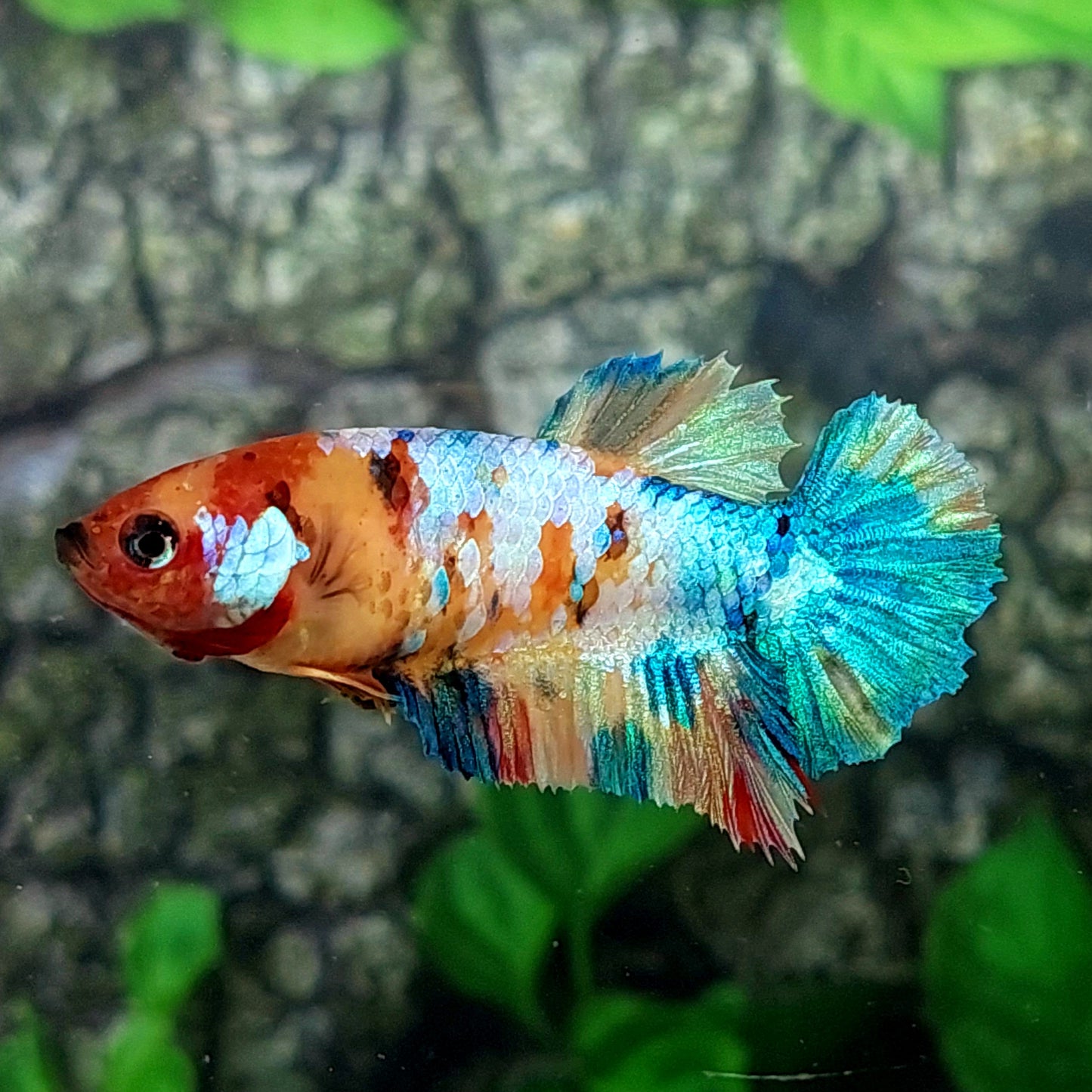 Multicolor Galaxy HMPK Female For Sorority Tank/Breed