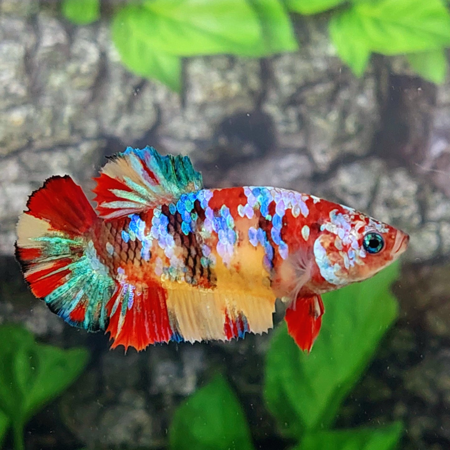 Multicolor Galaxy HMPK Female For Sorority Tank/Breed