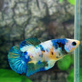 Yellow Koi Galaxy HMPK Female For Sorority Tank/Breed