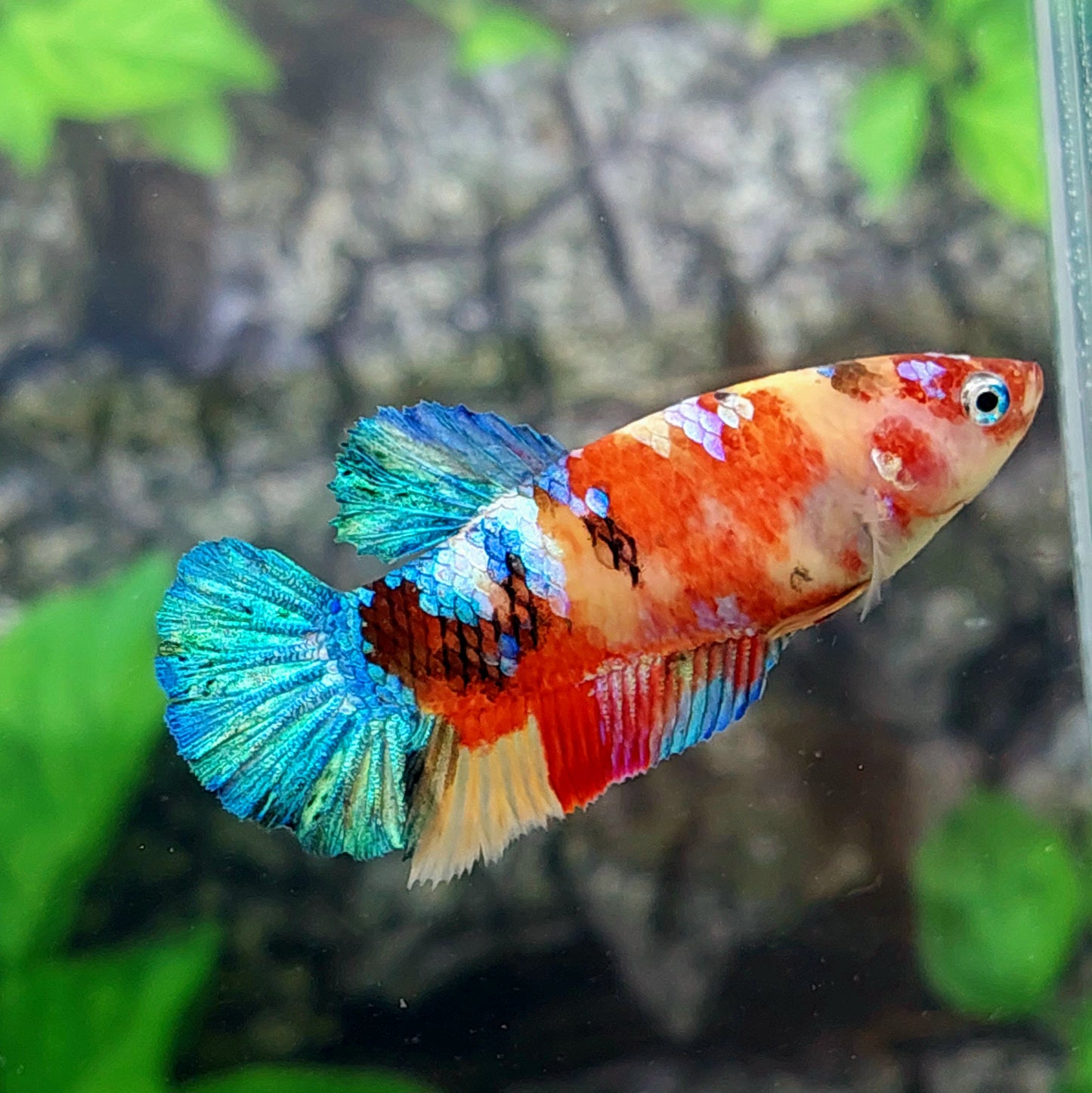 Multicolor Galaxy HMPK Female For Sorority Tank/Breed