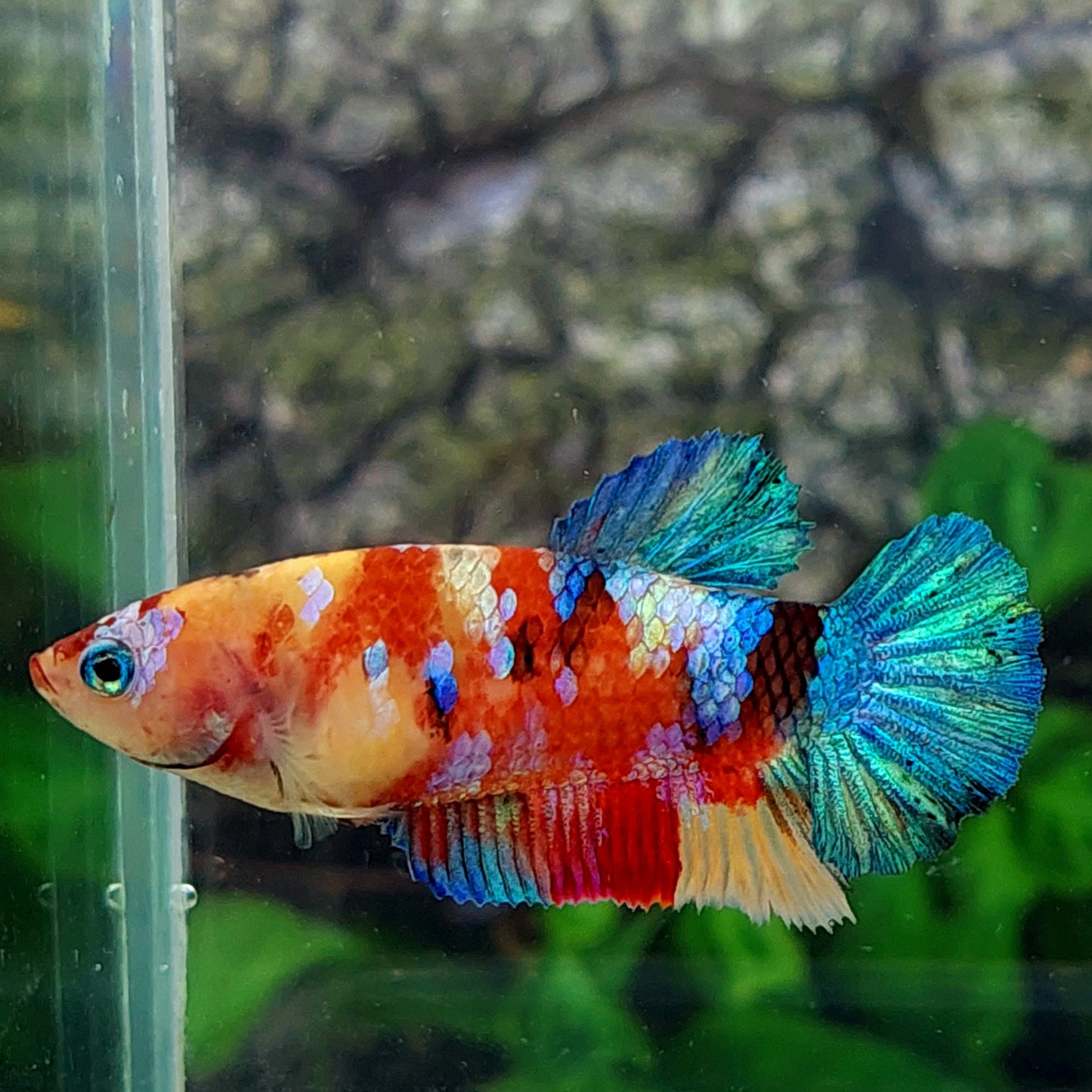 Multicolor Galaxy HMPK Female For Sorority Tank/Breed