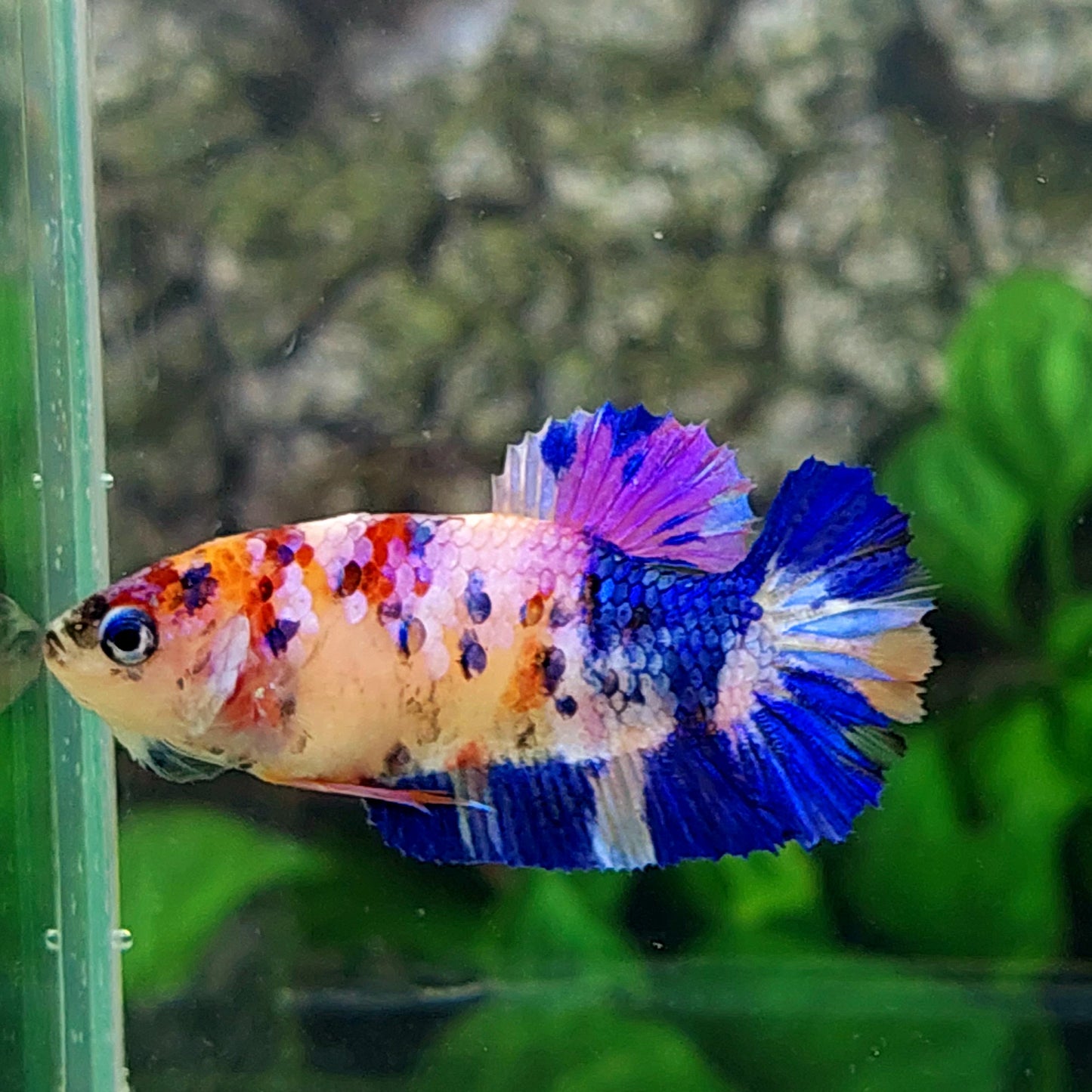 Multicolor Pink Purple Galaxy HMPK Female For Sorority Tank/Breed